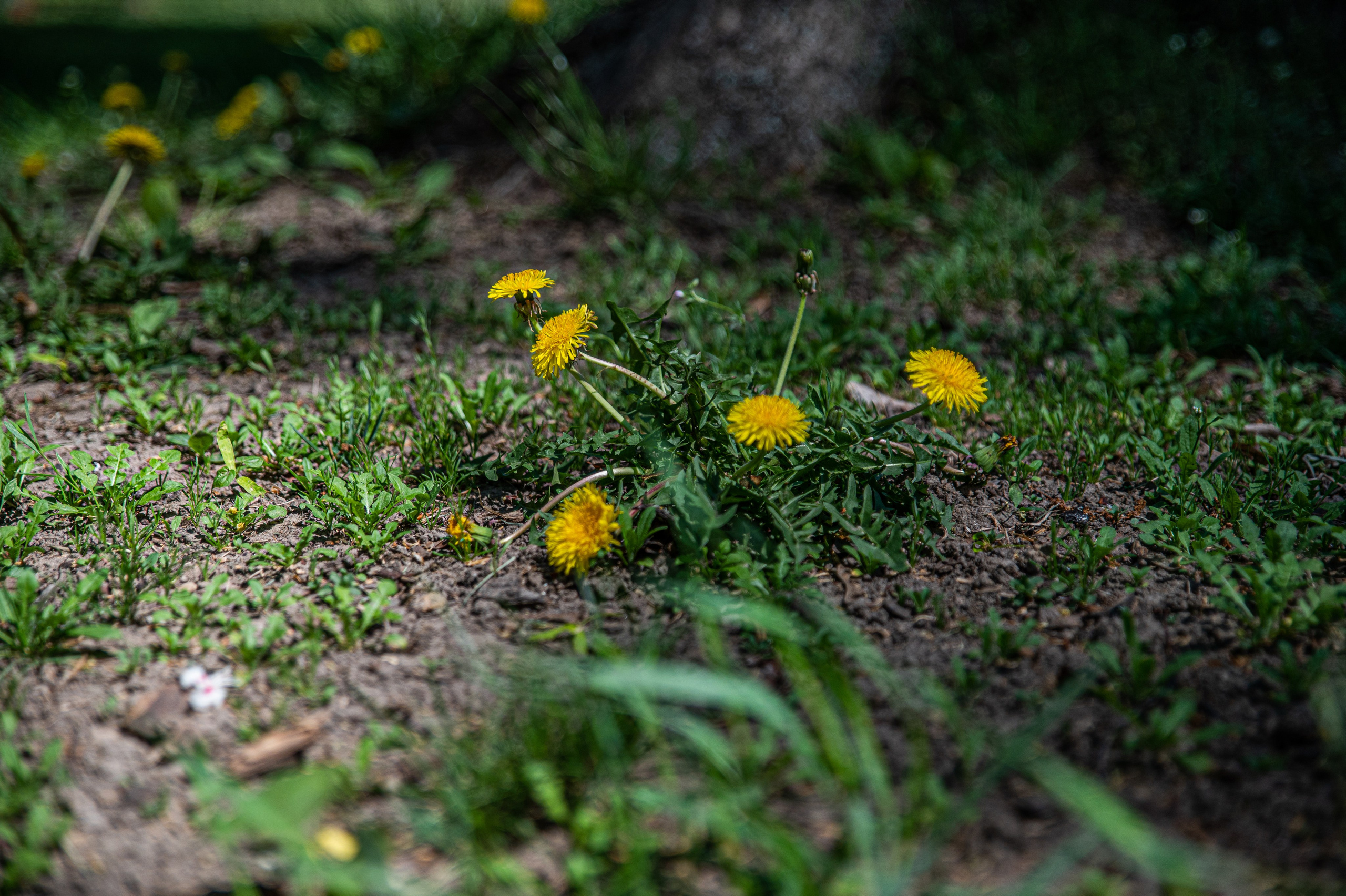 Прогулки. Фотограф в Беларуси