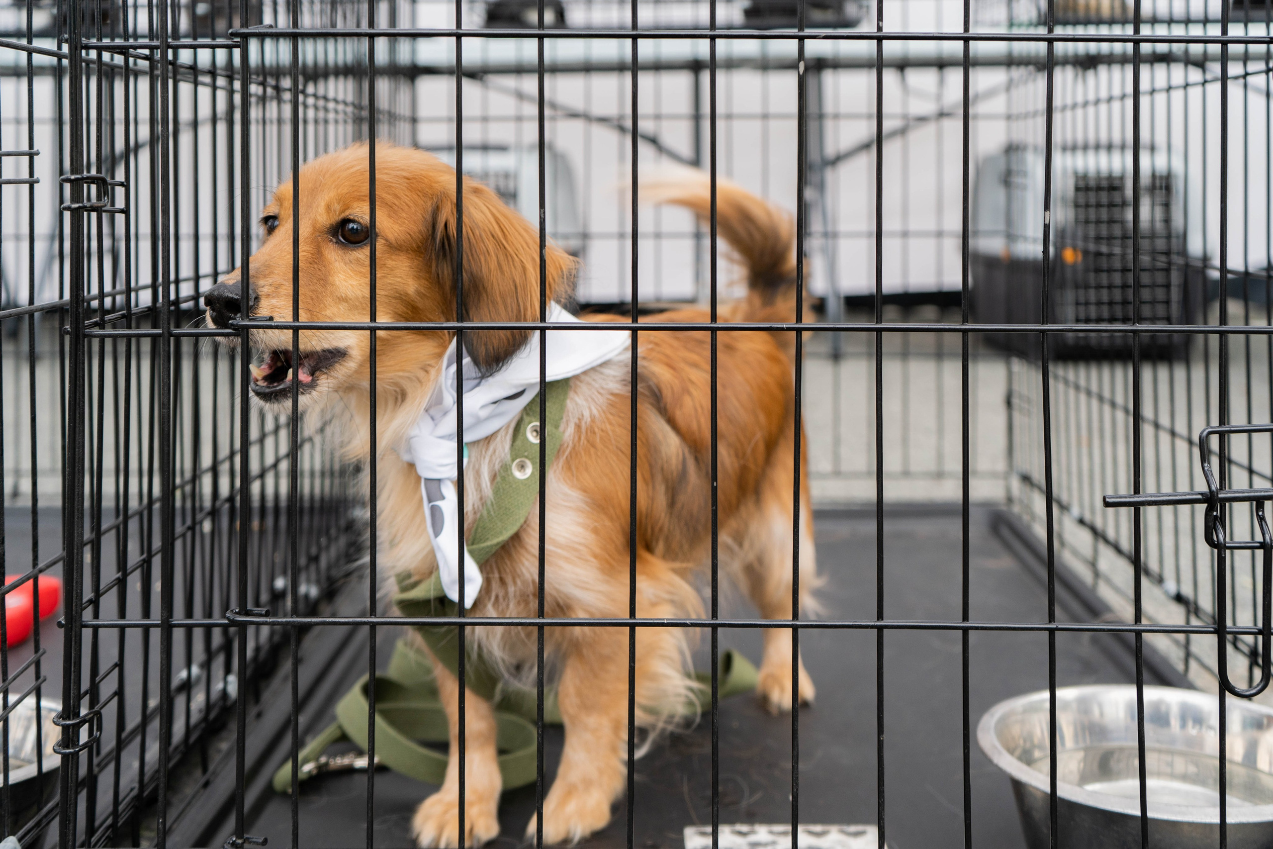 Проект «Бери домой». Фотограф Екатерина Зорина