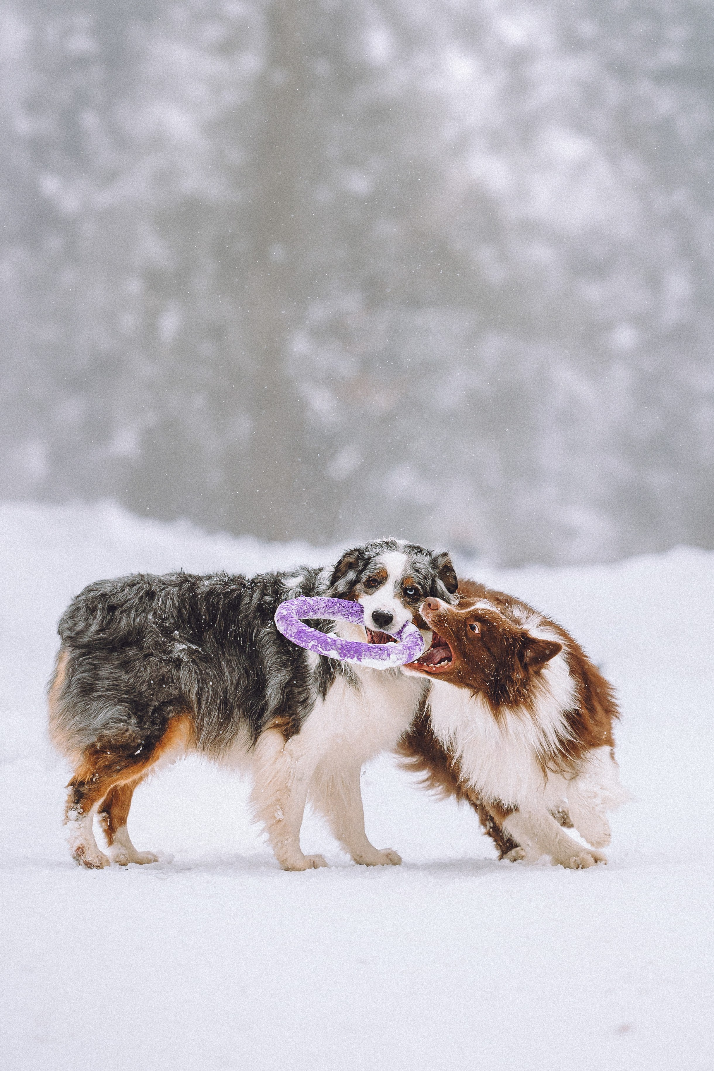 Лена, Принц и Фенек