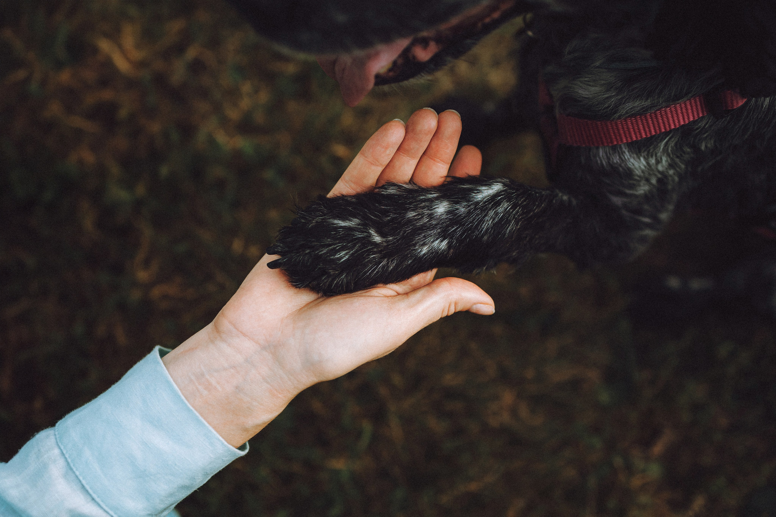 Маша и Ларри