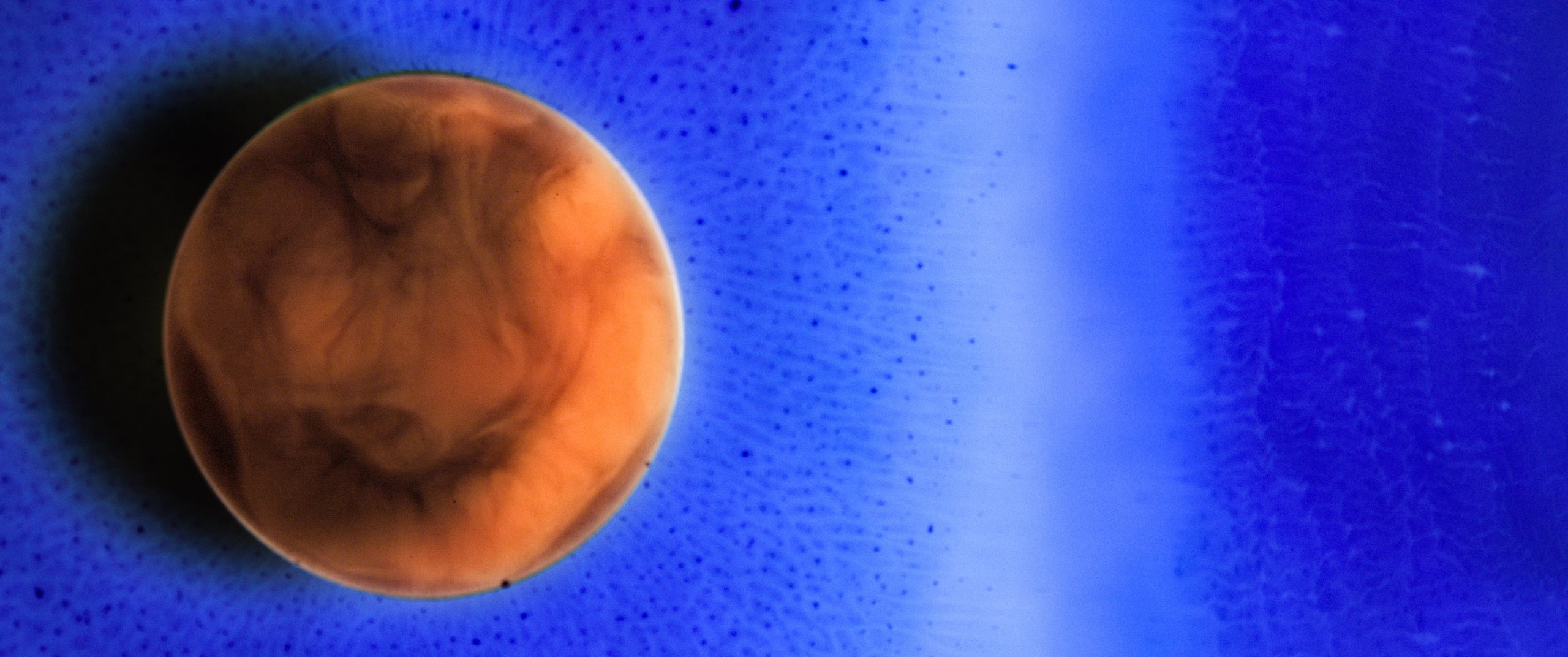 Genesis. Short films by Vadim Sherbakov