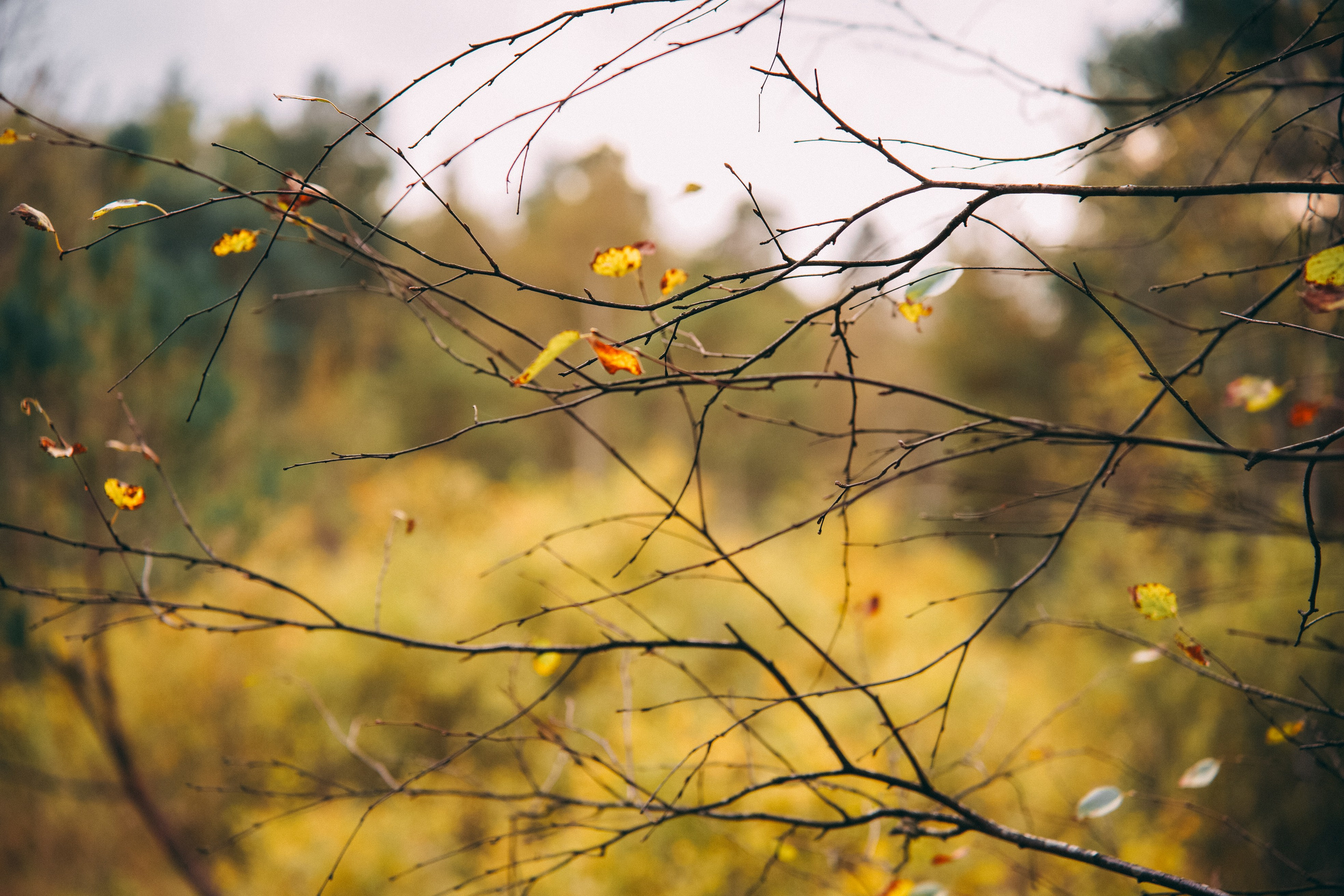Осень 2025. Фотограф из Москвы — DASHA NOVA | Авторская фотография в разных жанрах