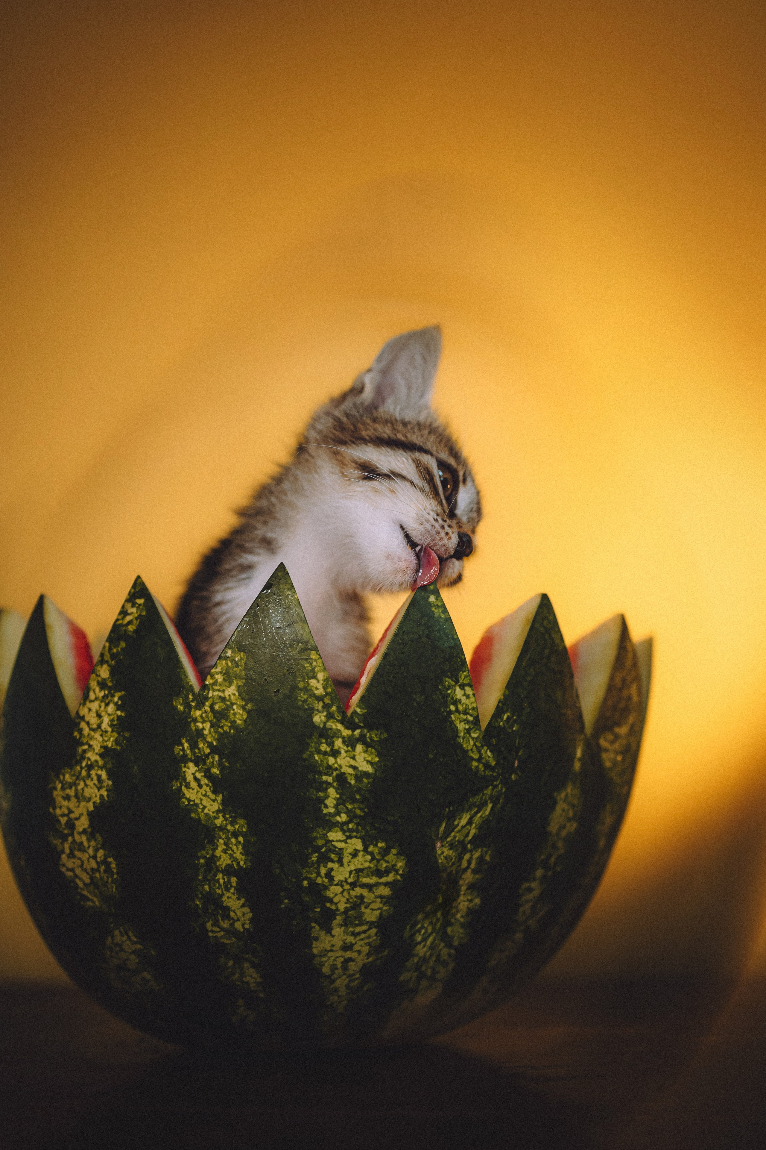 Сирена и арбуз