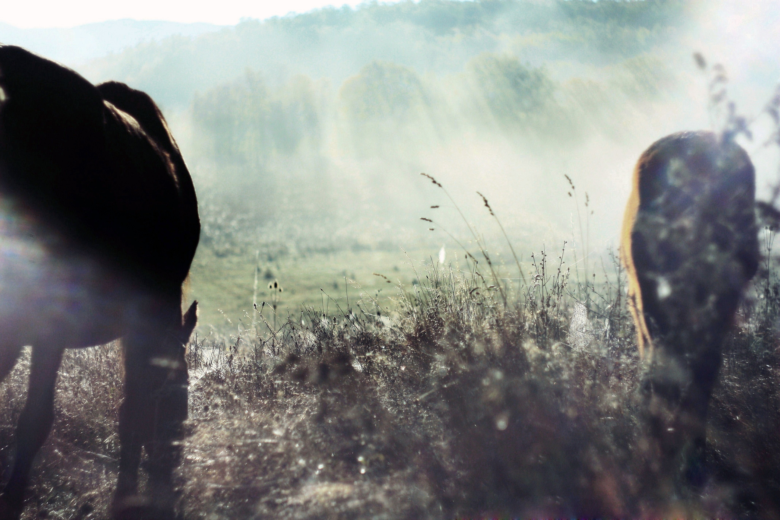 крымский пейзаж с лошадьми и утренним солнцем фото