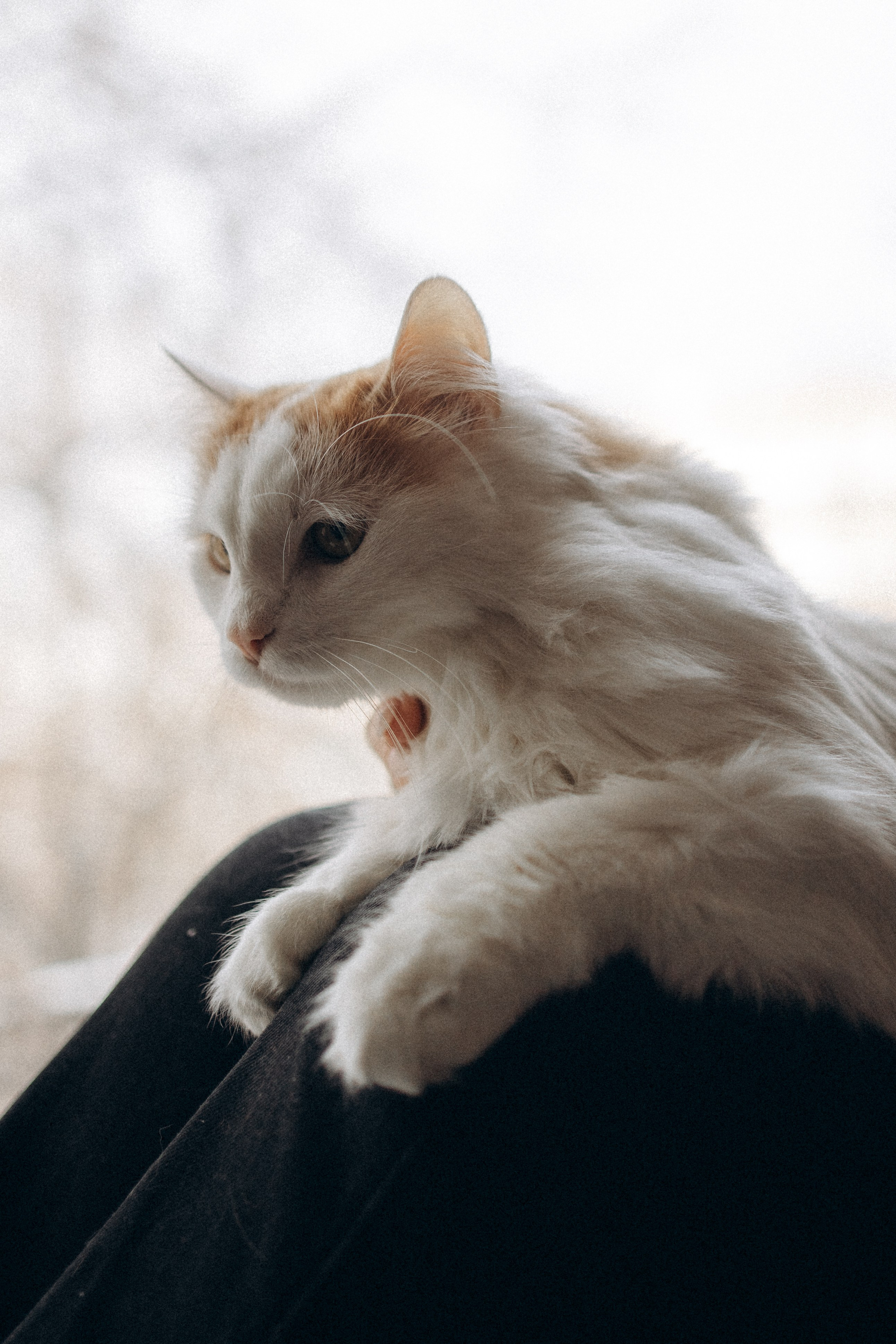 Маша и ее семья. Фотораф — анималист Мария Шистка