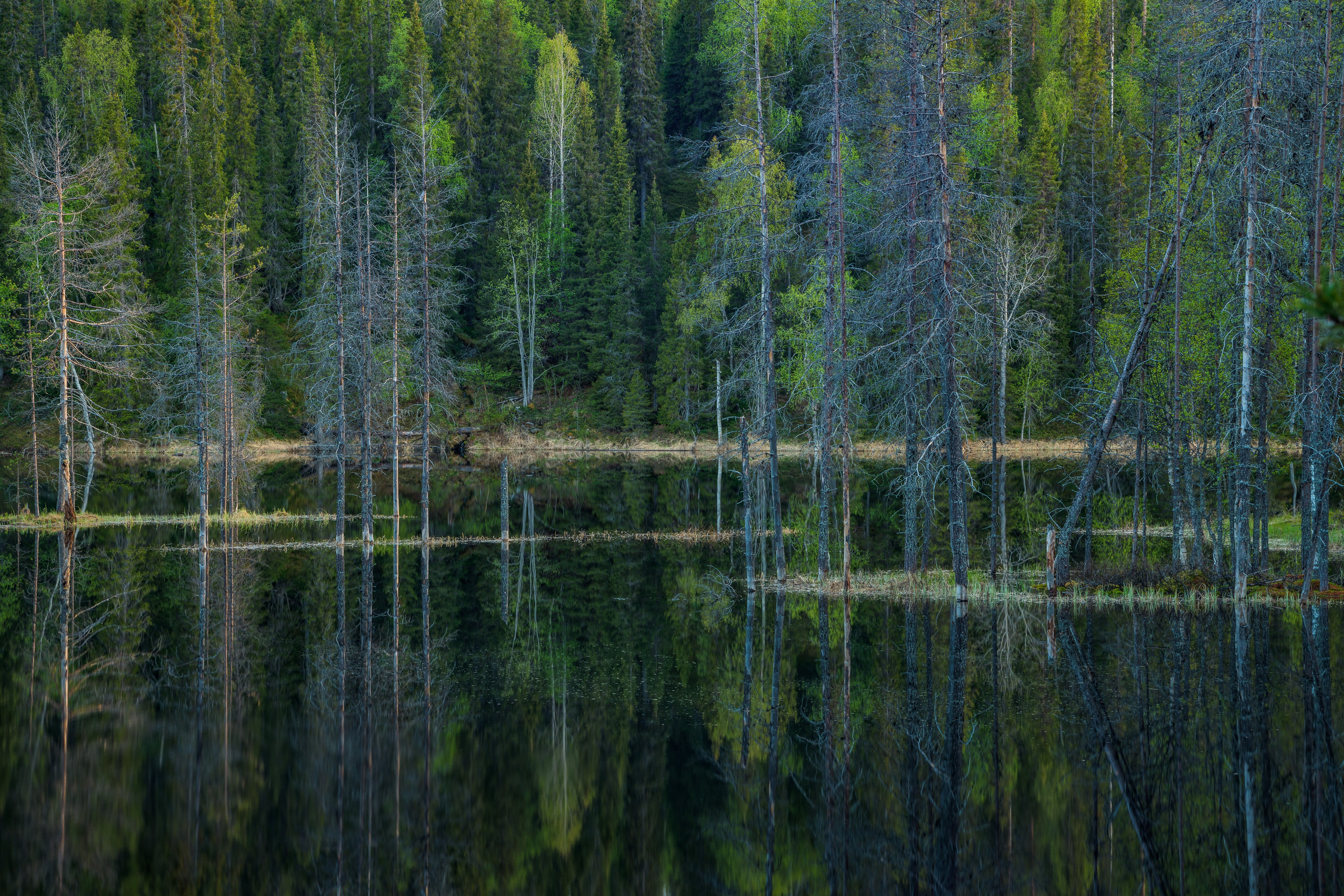 Начало лета в Короуоме. Северные Ночи