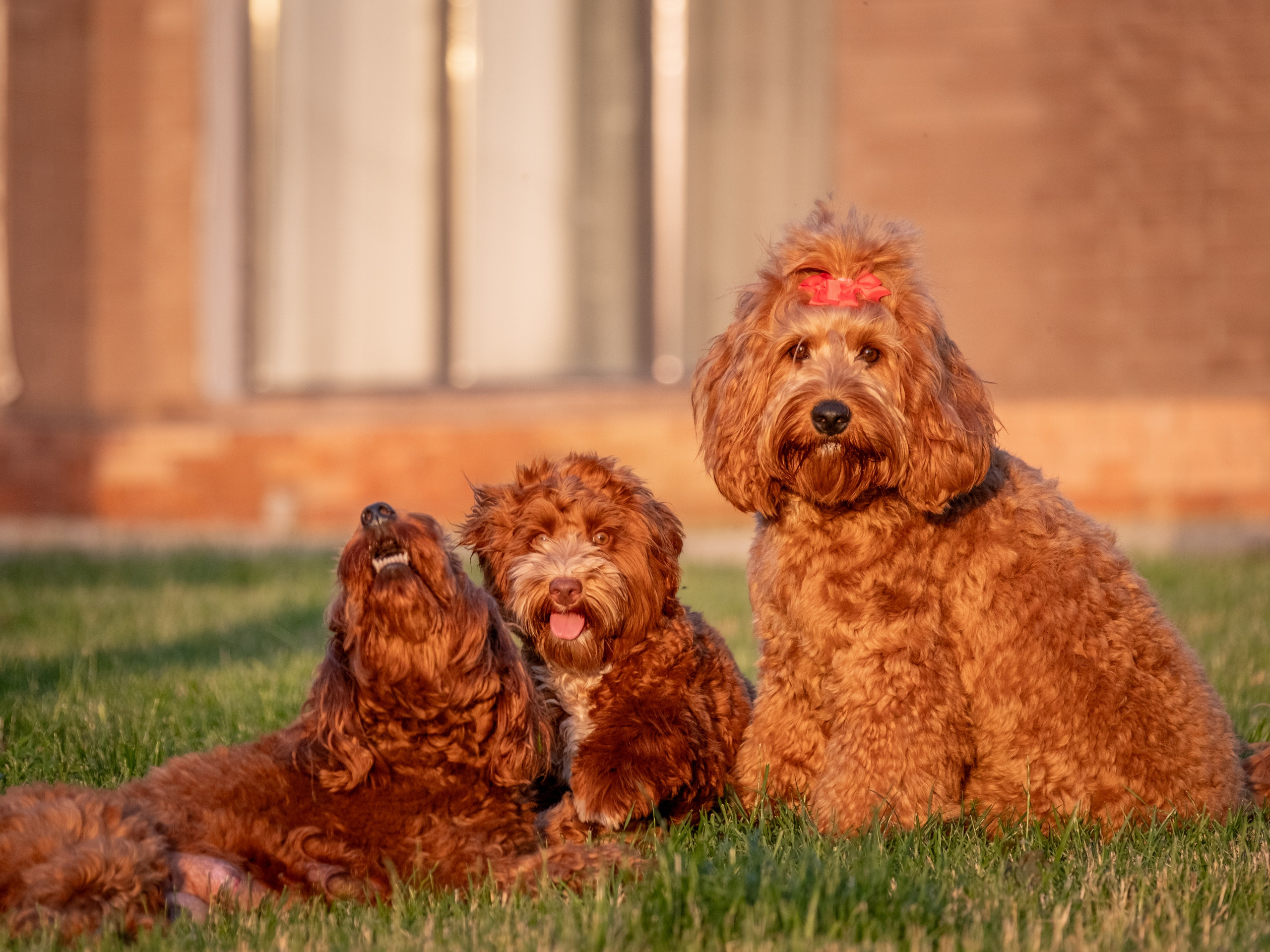 Неповторимые лабрадудли для Елены). Зоофотограф, фотограф животных в Москве и области Дина Дамоцева