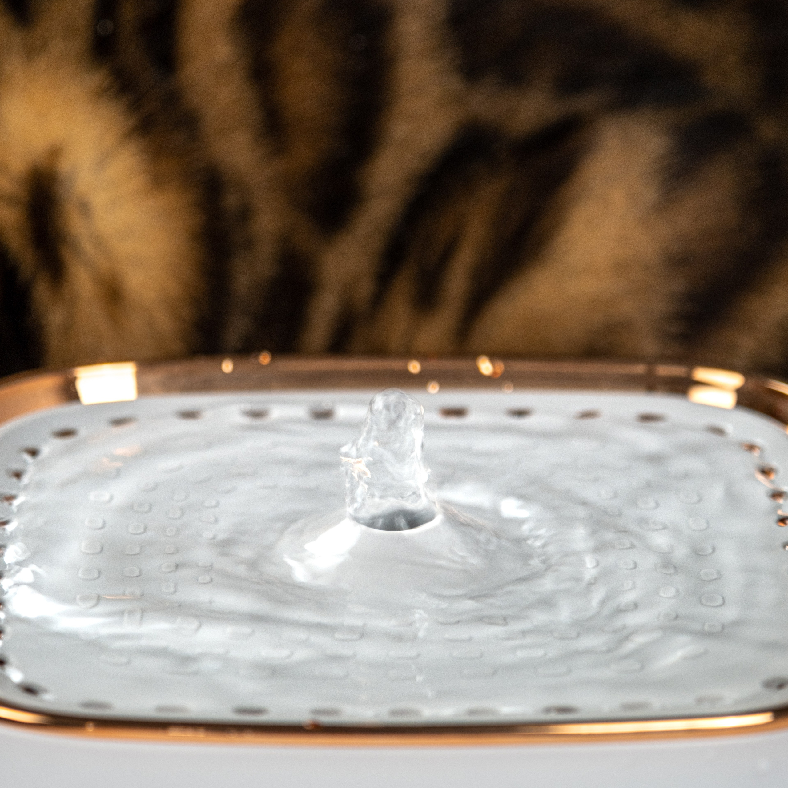 Питьевой фонтан для кошек и собак, для Нины!. Зоофотограф, фотограф животных в Москве и области Дина Дамоцева