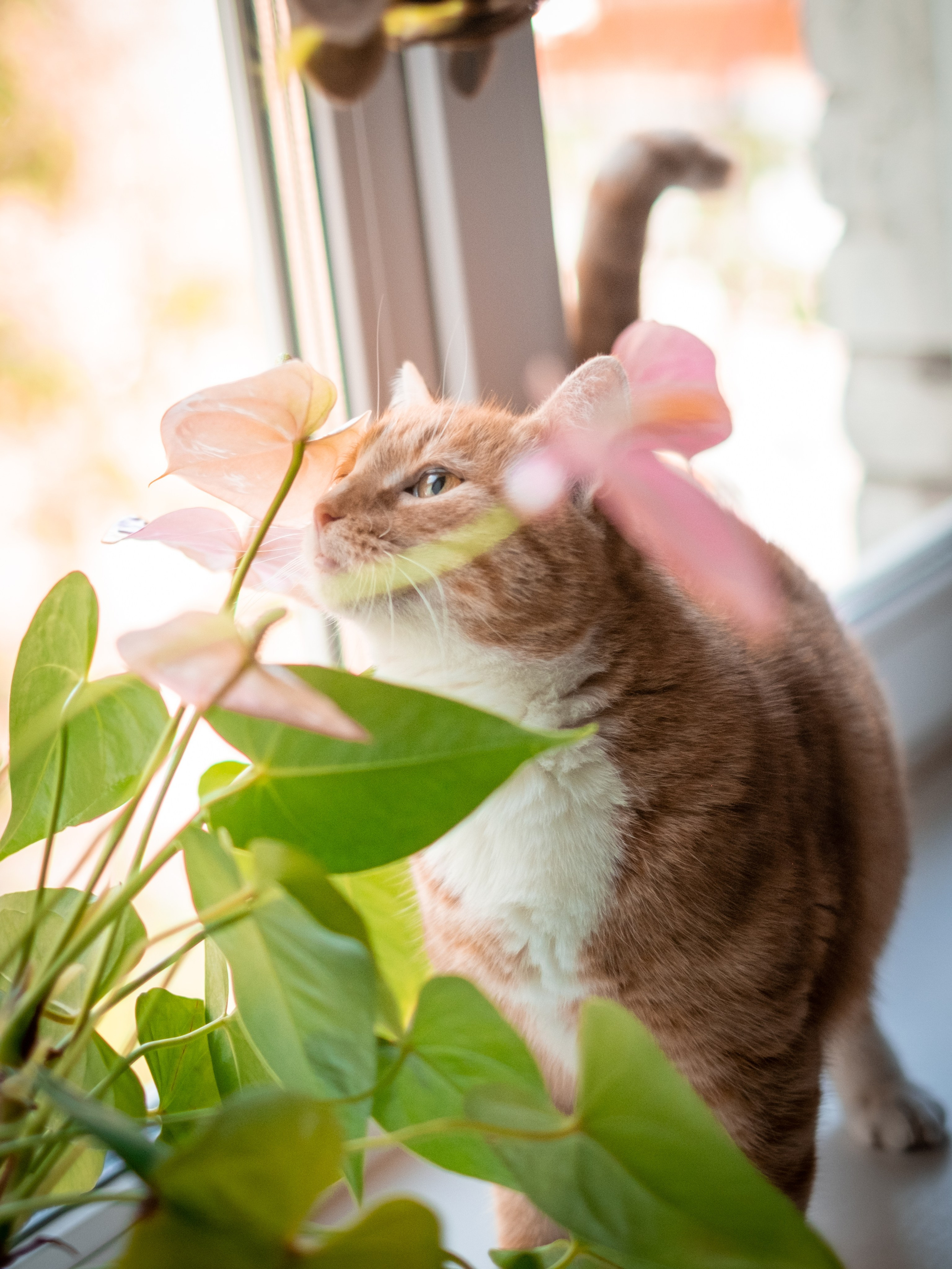Нюша и Лучик для Антона!. Зоофотограф, фотограф животных в Москве и области Дина Дамоцева
