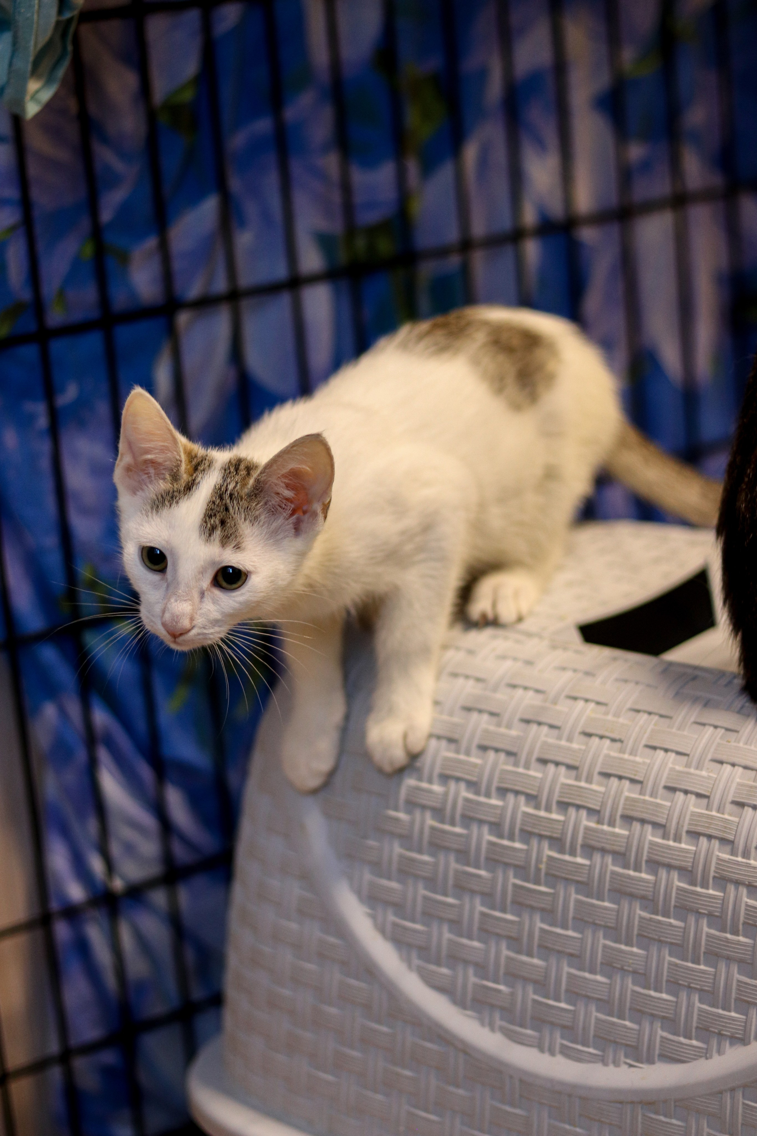 Петербургский дом кота (27 июня 2024). Ивентный фотограф в Санкт-Петербурге Олег Комков