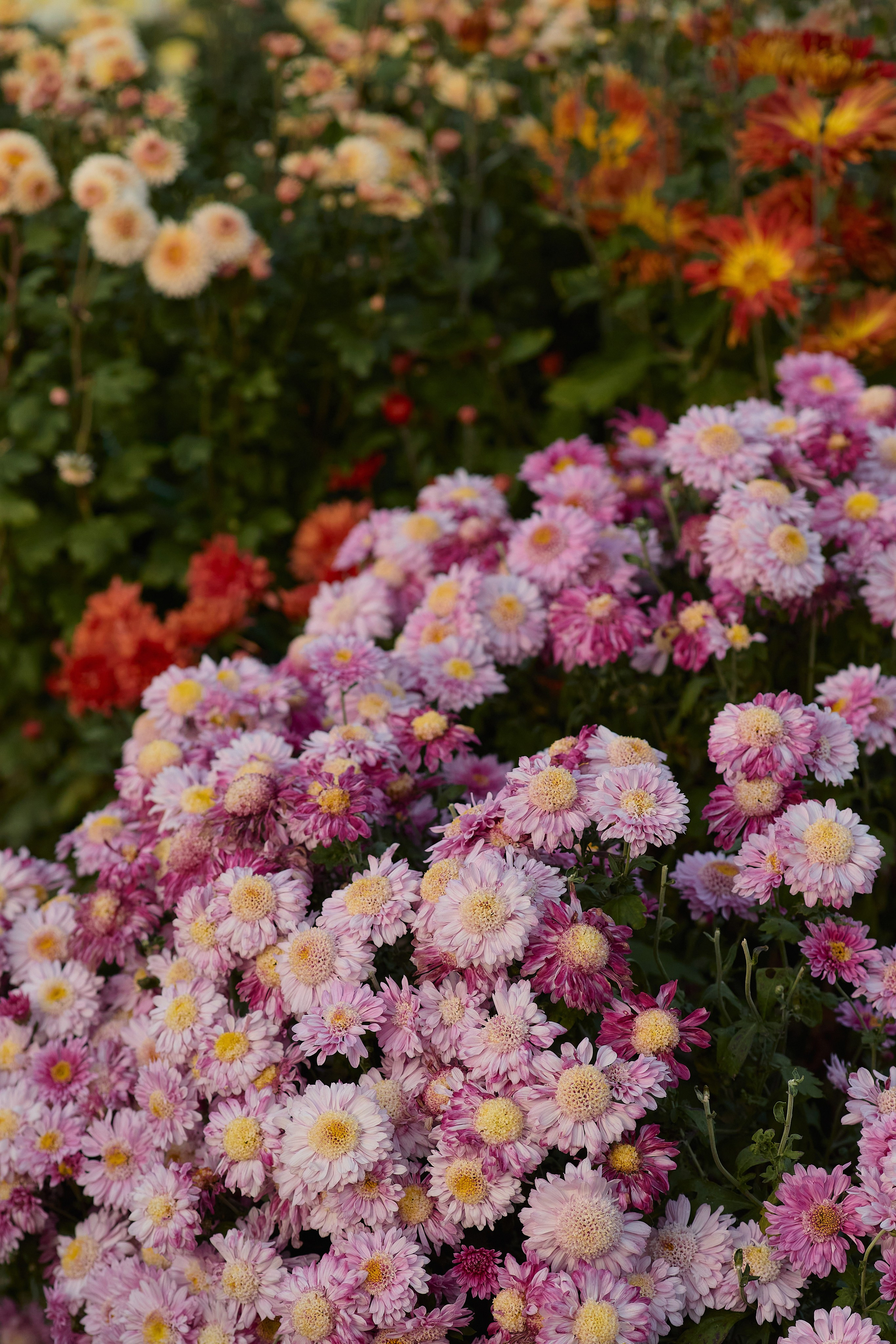Корейская хризантема, сорт "Золушка" и другие цветы из ботанического сада во Владивостоке