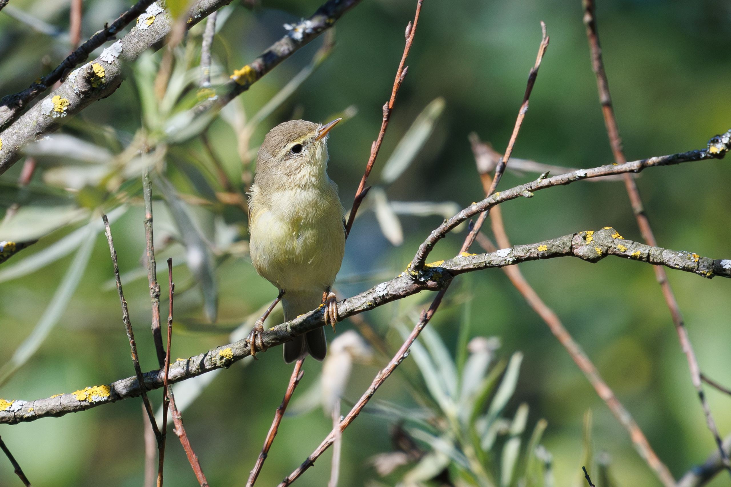 Птицы Москворецкого пойменного заказника. Птицы парков г. Люберцы