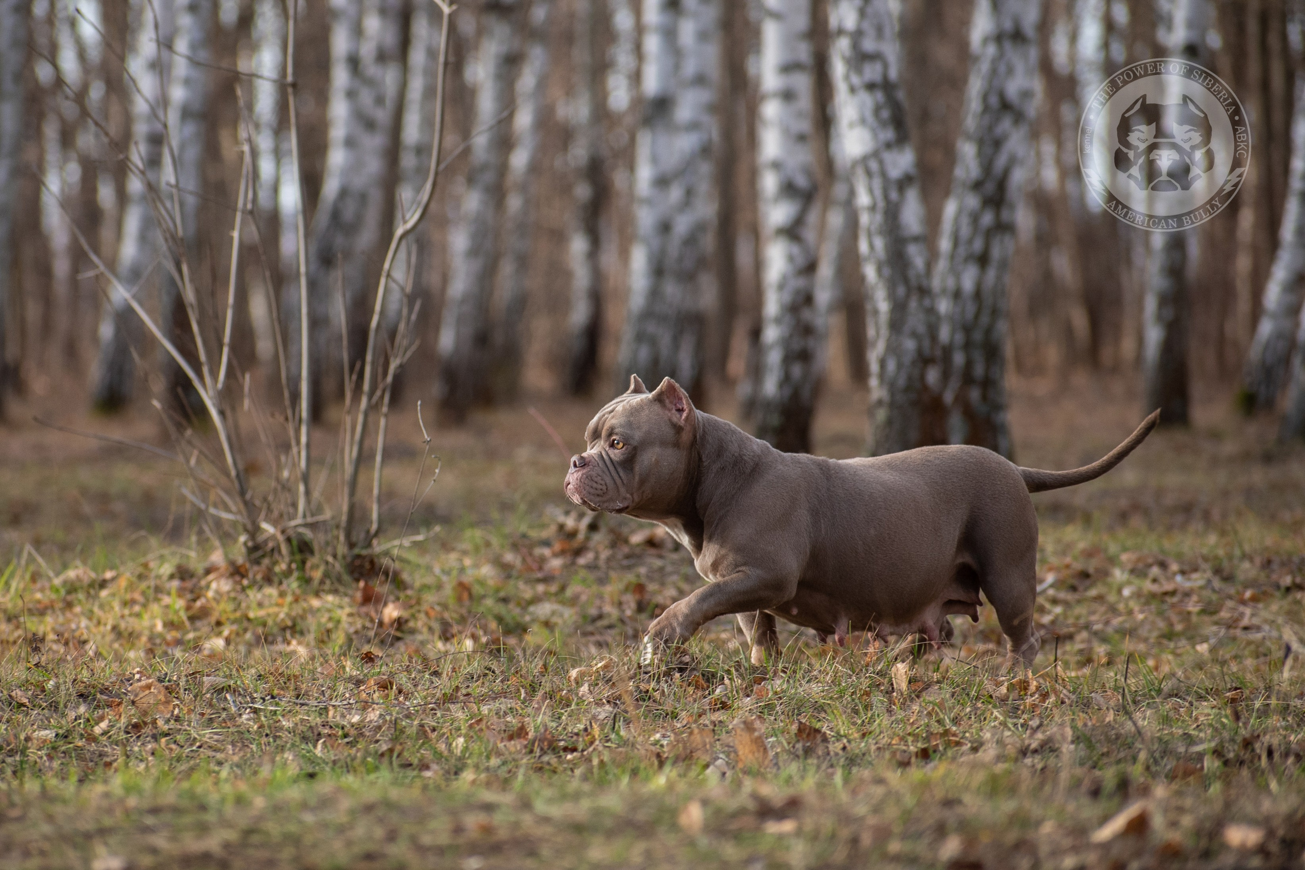 купить щенка American Bully в Тольятти