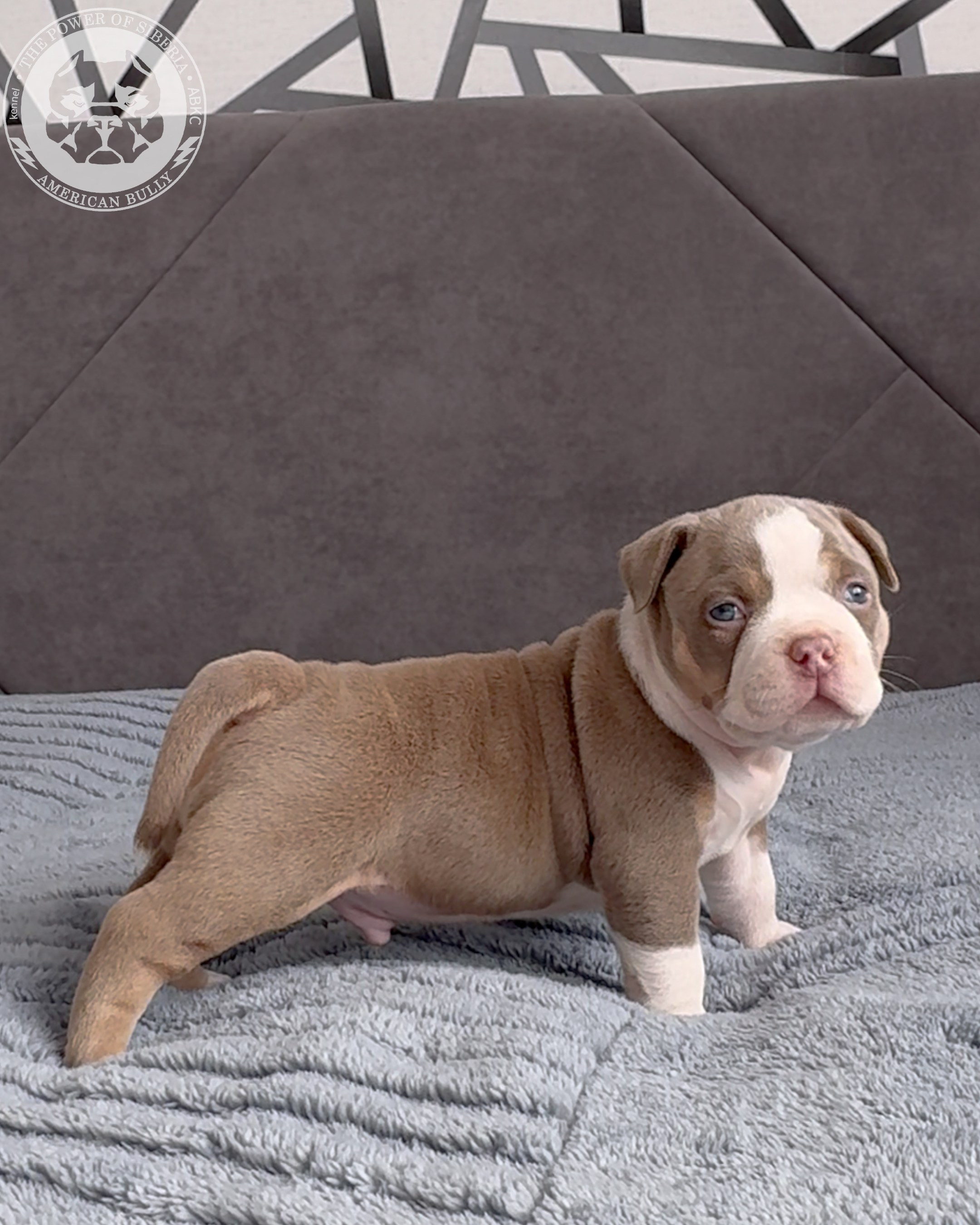 Свободные щенки Американский Булли, в типах покет, классик, стандарт. Американский Булли в г. Ростов-на-Дону. Питомник THE POWER OF SIBERIA