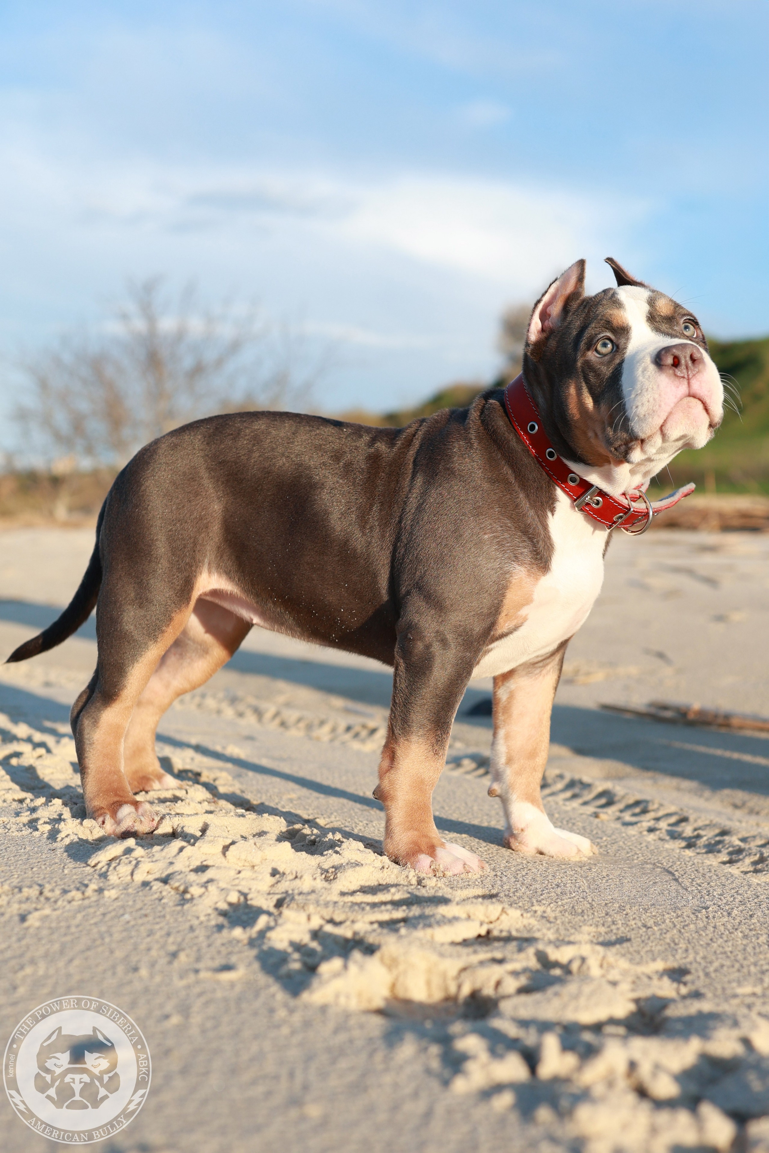 Свободные щенки Американский Булли, в типах покет, классик, стандарт. Американский Булли в г. Ростов-на-Дону. Питомник THE POWER OF SIBERIA