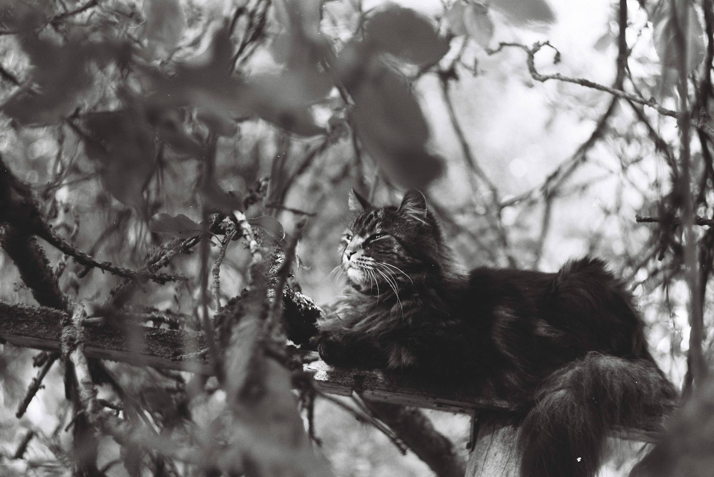 Уличная фотография. Репортажный фотограф в СПб