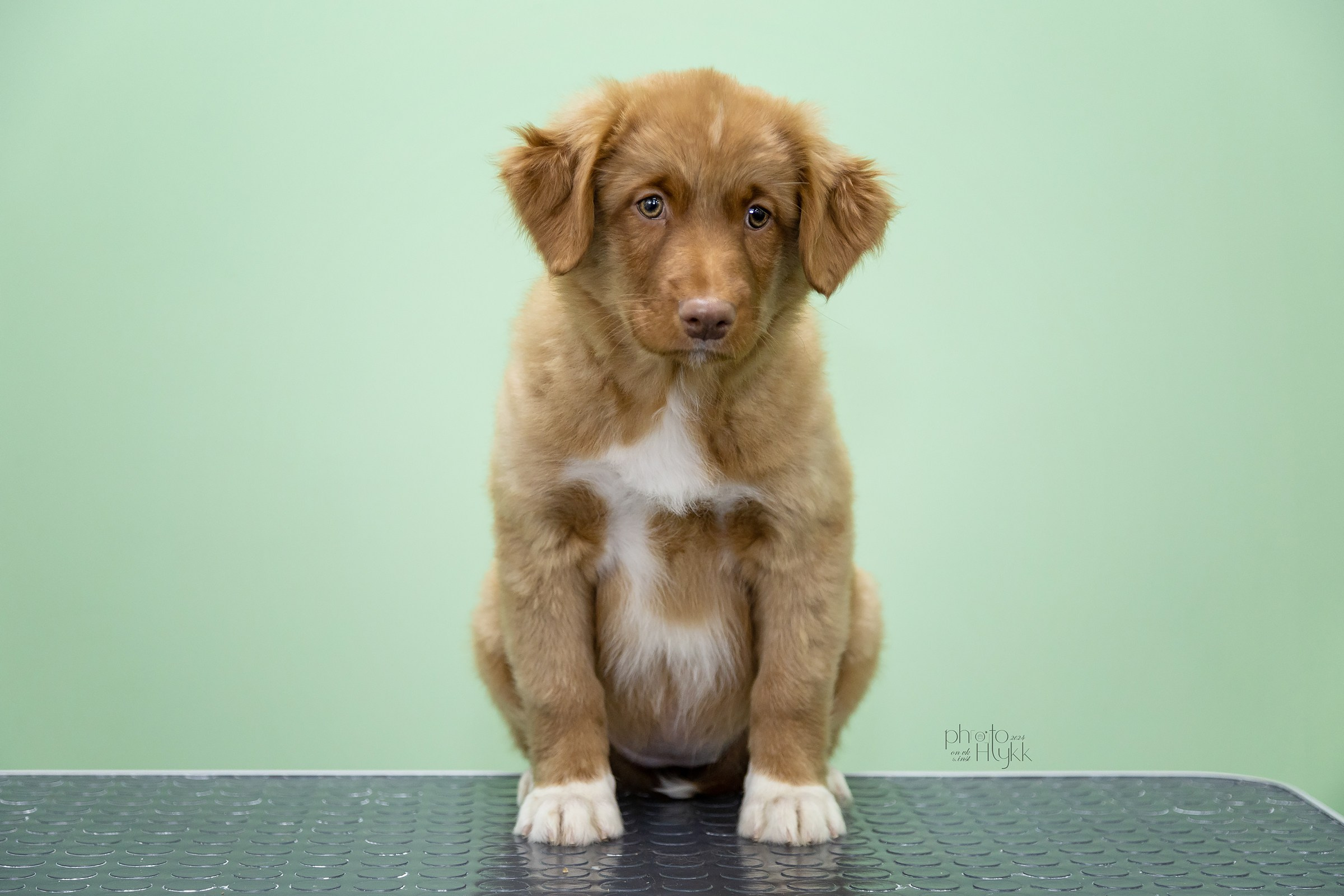 Щенки Толлера. Htykk_photo