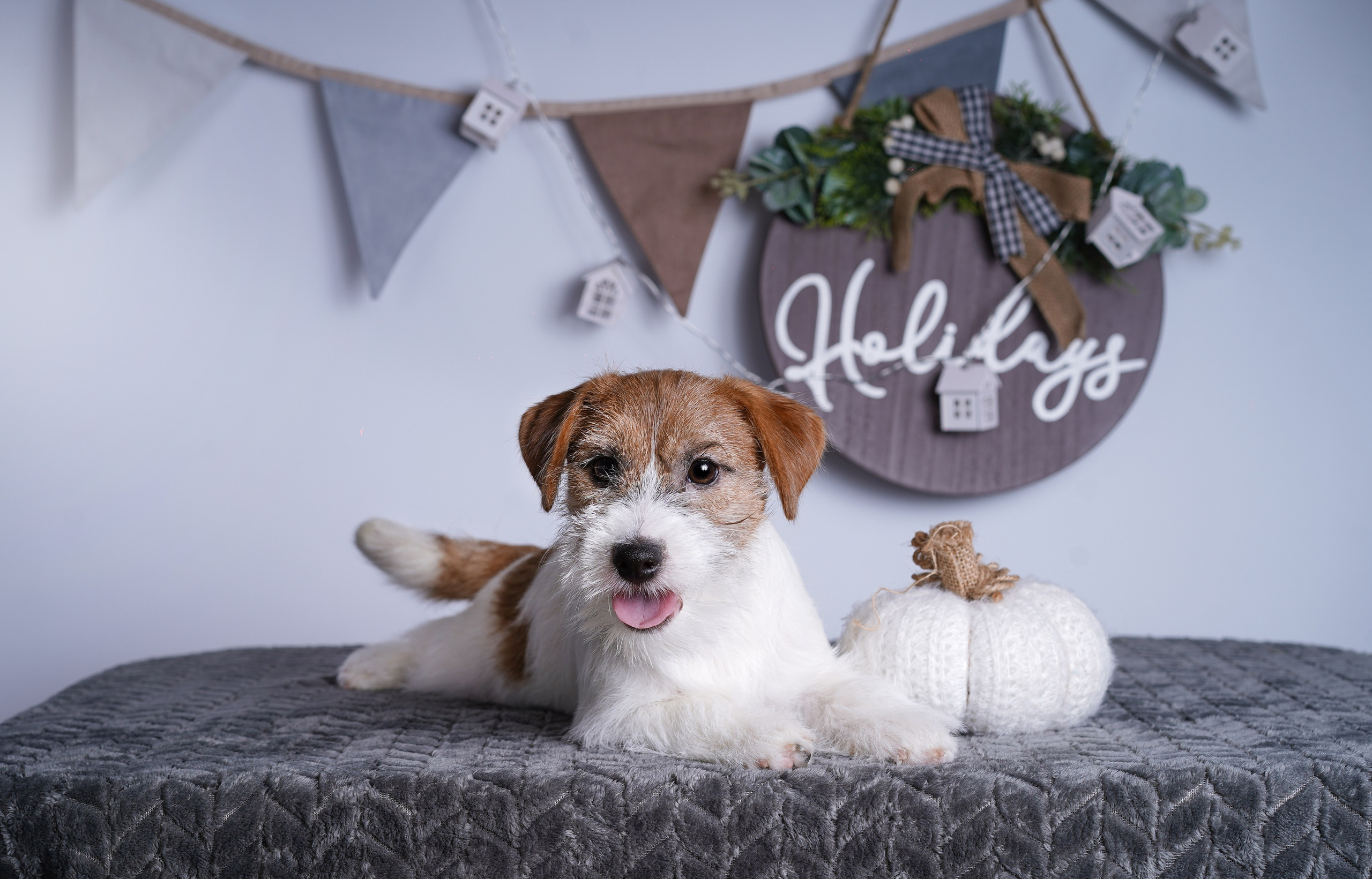 Щенки дрт. Фотограф-анималист в Санкт-Петербурге Яна Мартынова