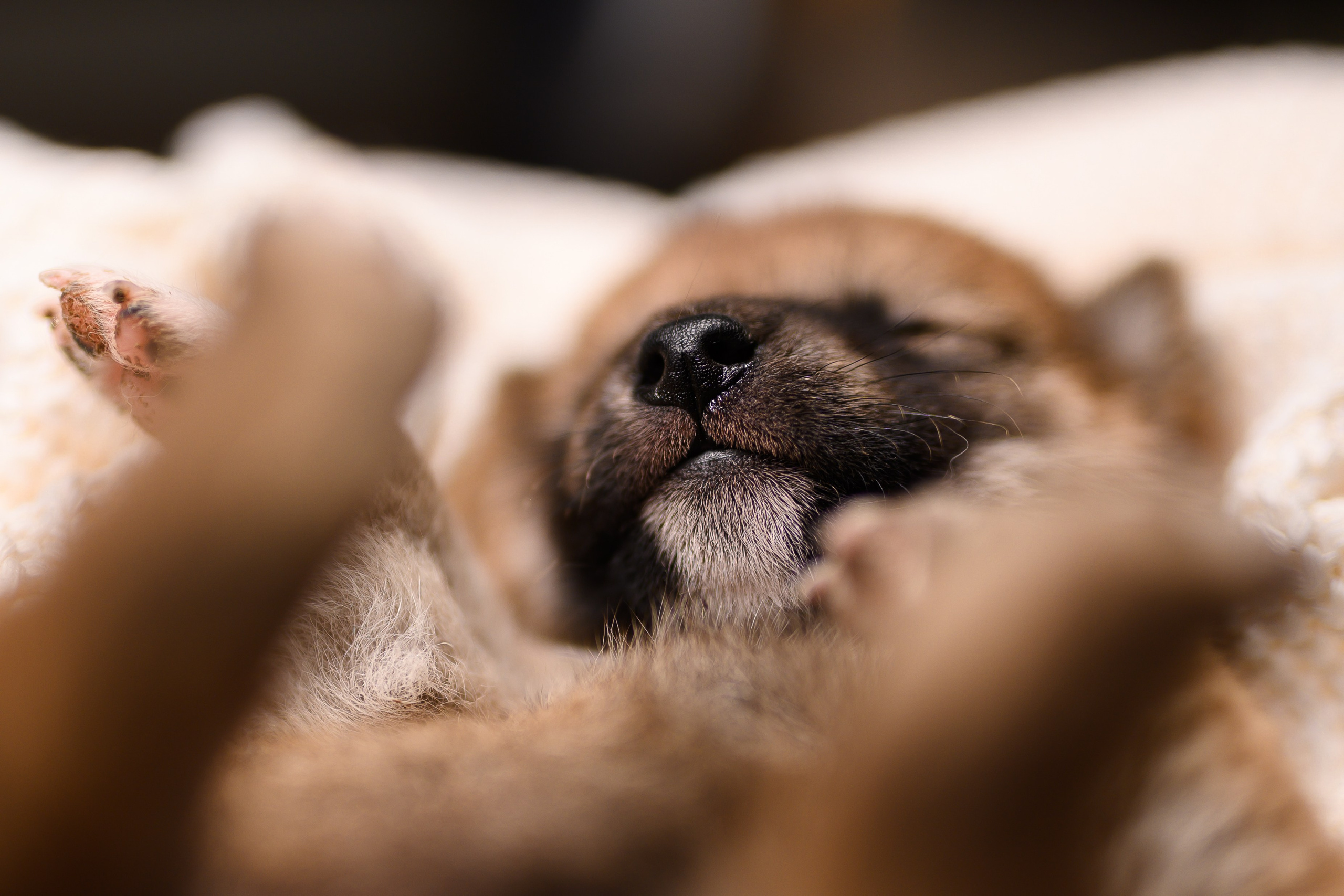 Мамесиба. Фотограф анималист в Москве Ольга Агушева