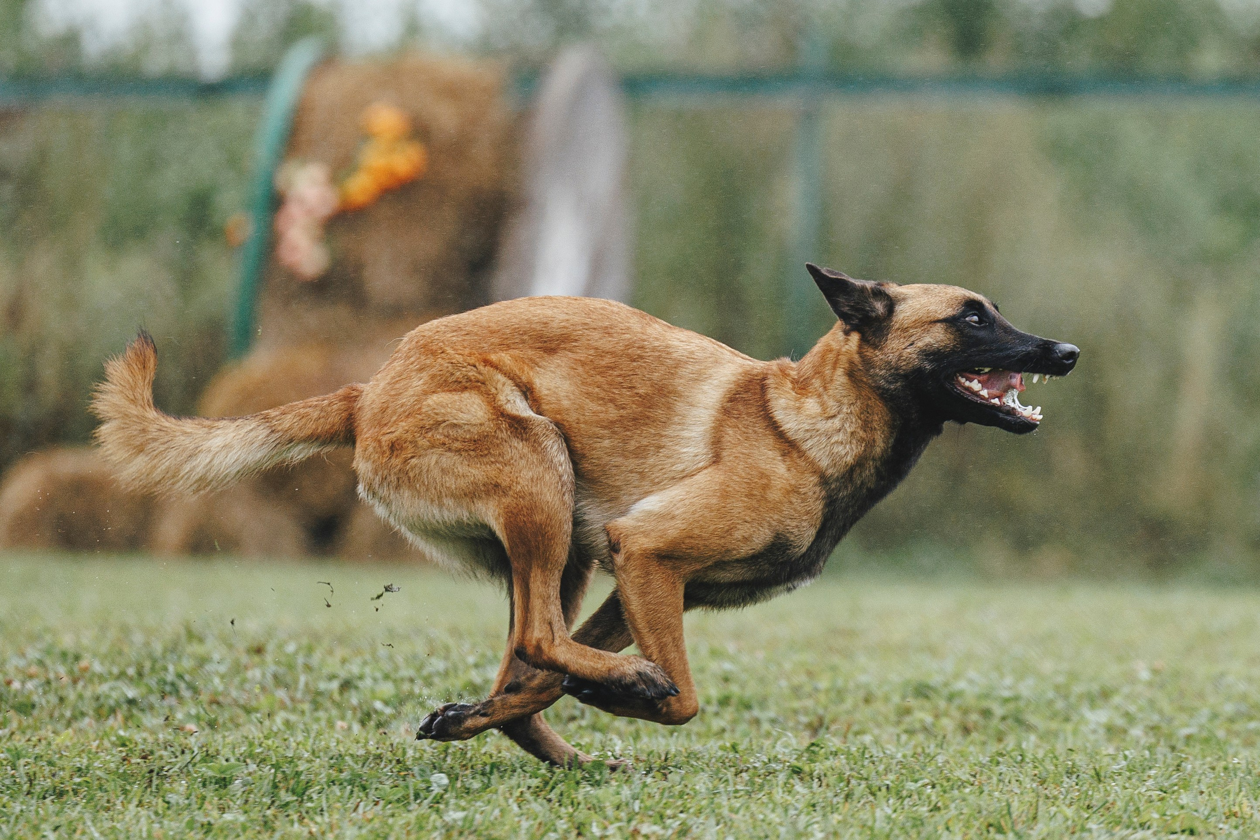08.08.25-10.08.25 ЧР по мондьорингу г. Вологда. Фотограф-анималист Анна Маринич