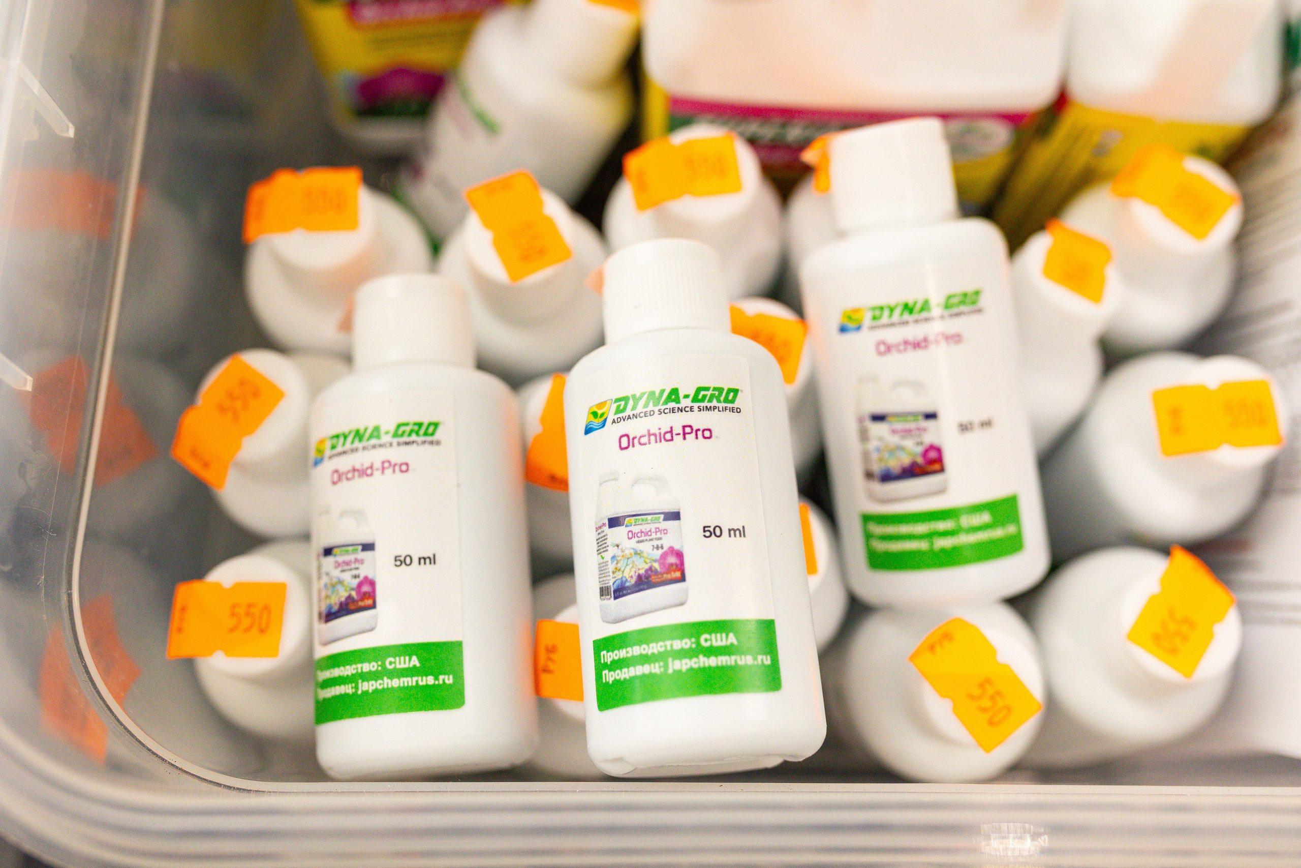 Орхидиум сентябрь 2025. Александра Куликова фотограф, Москва