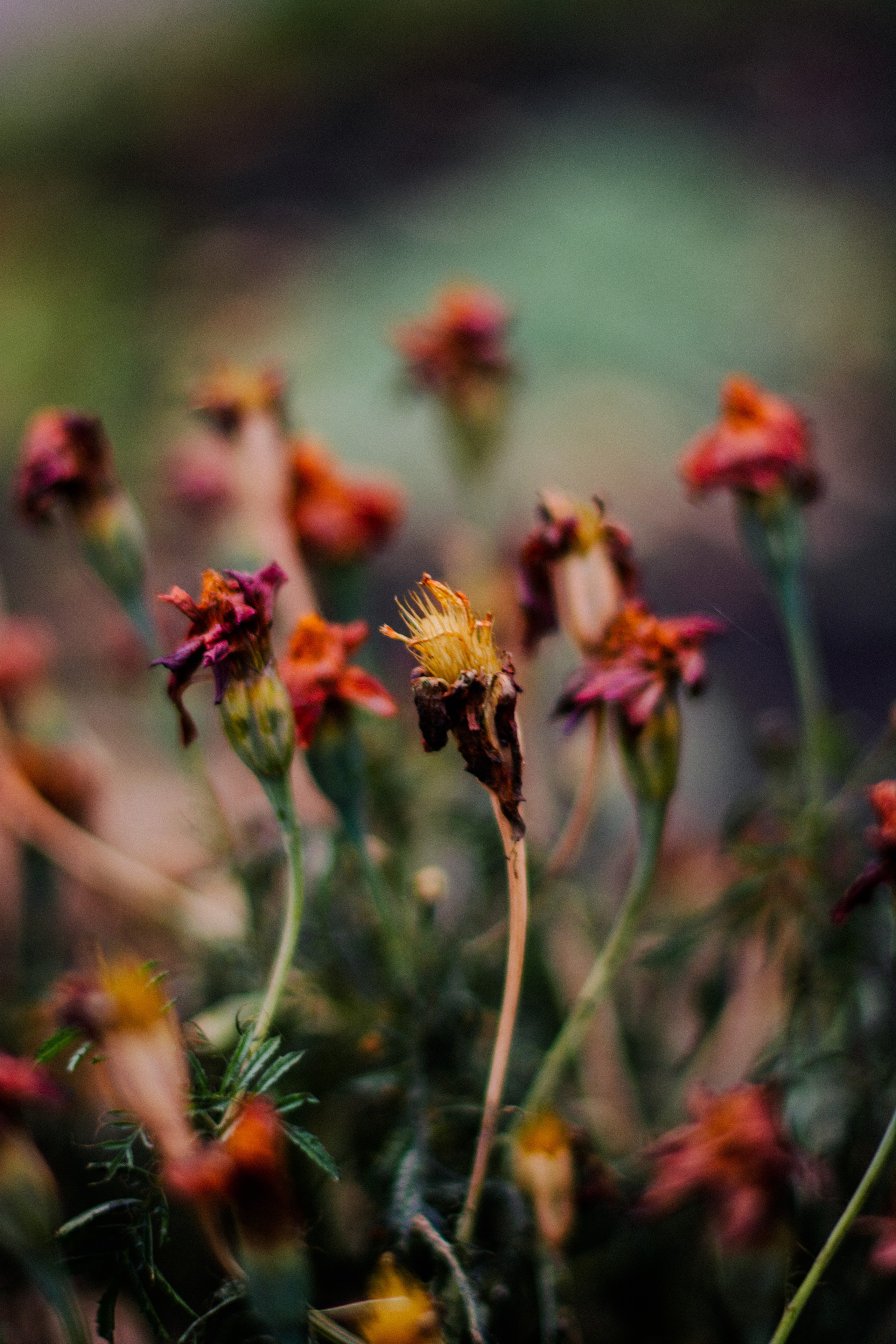 Flowers. Фотографирую искусство в Хабаровске