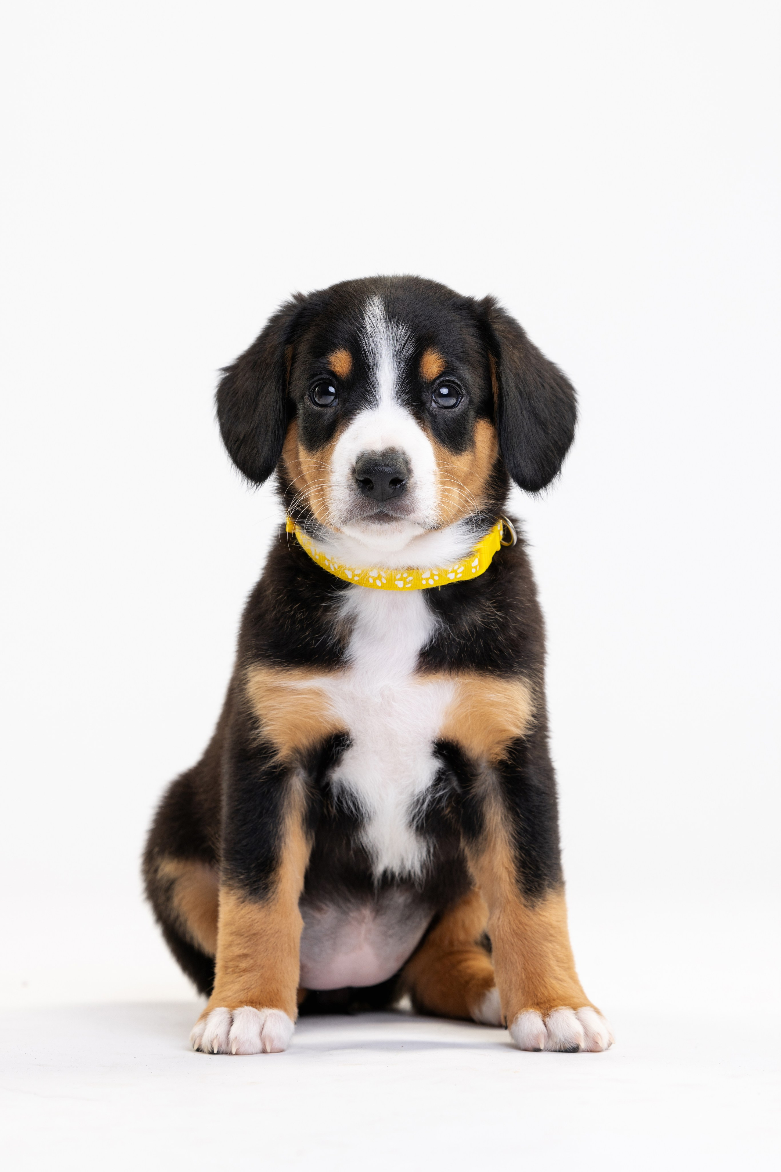 Энтлебухеры. Фотограф анималист Осипчикова Мария