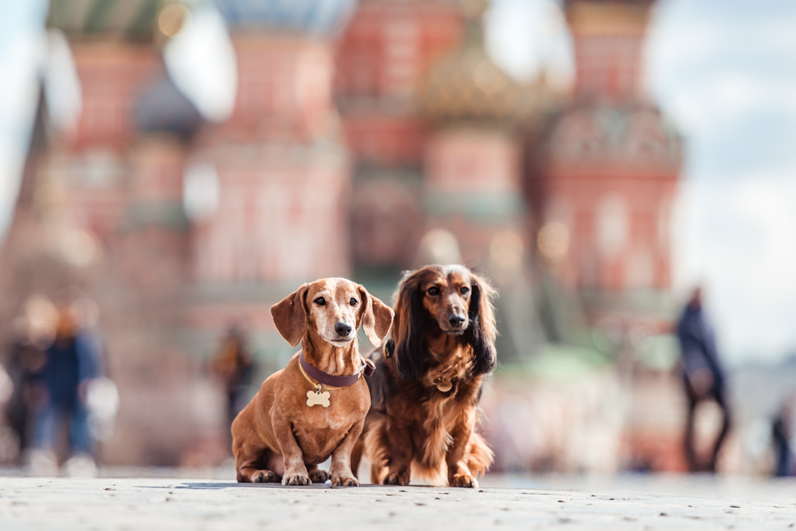 Таксы на Красной площади. Семейный Фотограф в Москве Ирина Хохлова