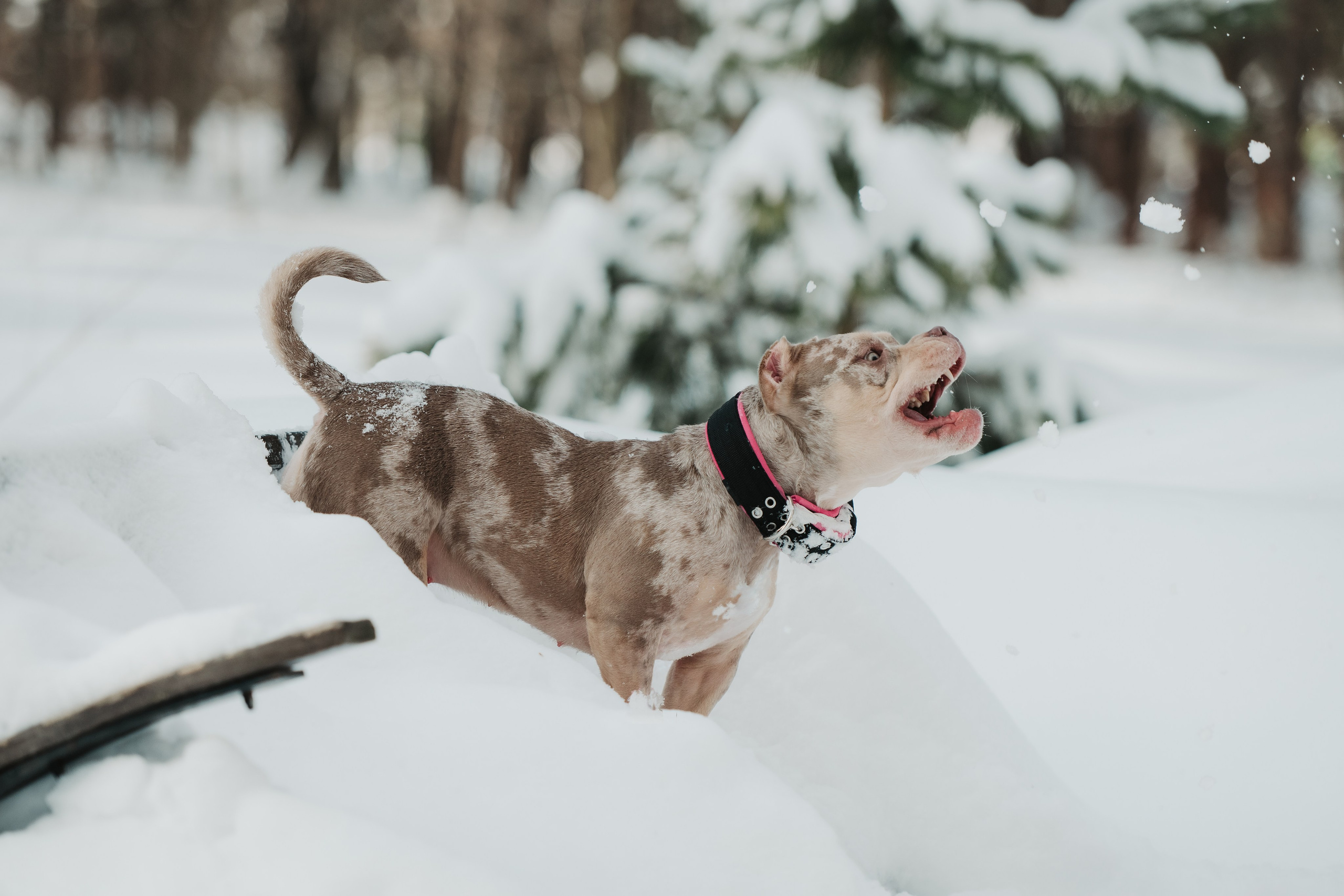 Зимняя LOVE STORY Вики, Артёма и Булочки. Семейный Фотограф в Москве Ирина Хохлова