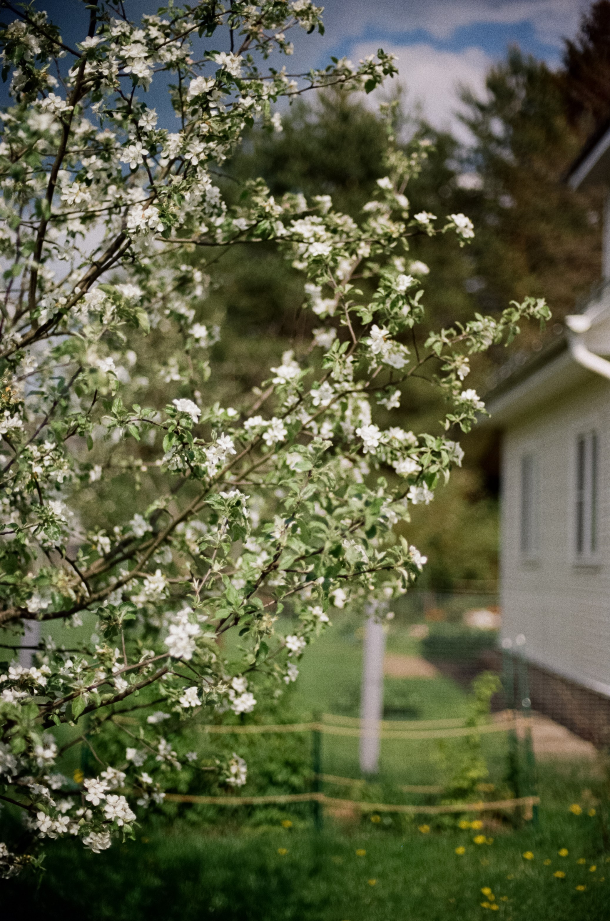 Nikon F100 — Micro-Nikkor-P.C Auto 55 mm f3.5 | май 2025 года | Давыдовское