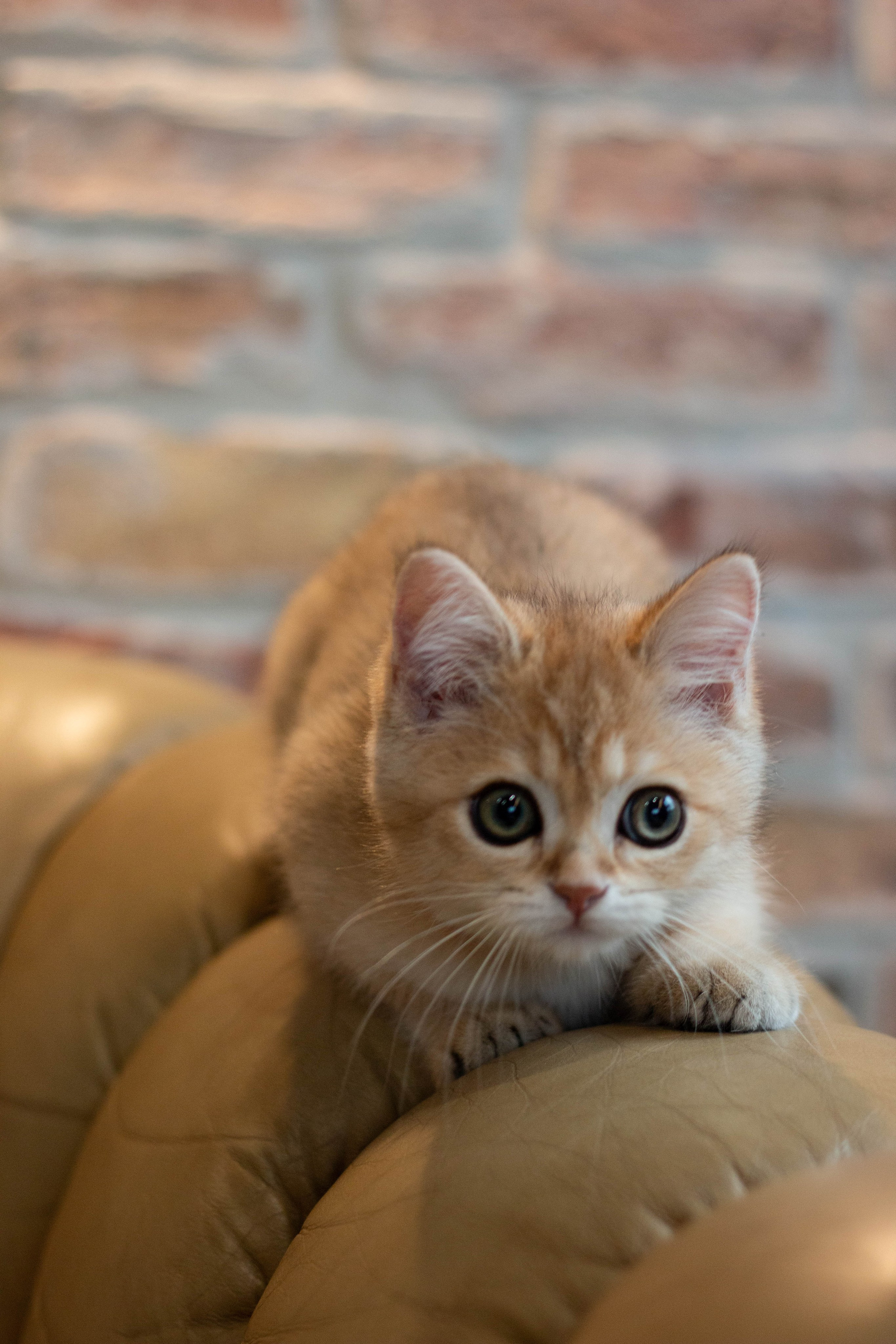 MILANA & RUFUS. Бережно сохраняю ваши чувства и истории на своих фотографиях