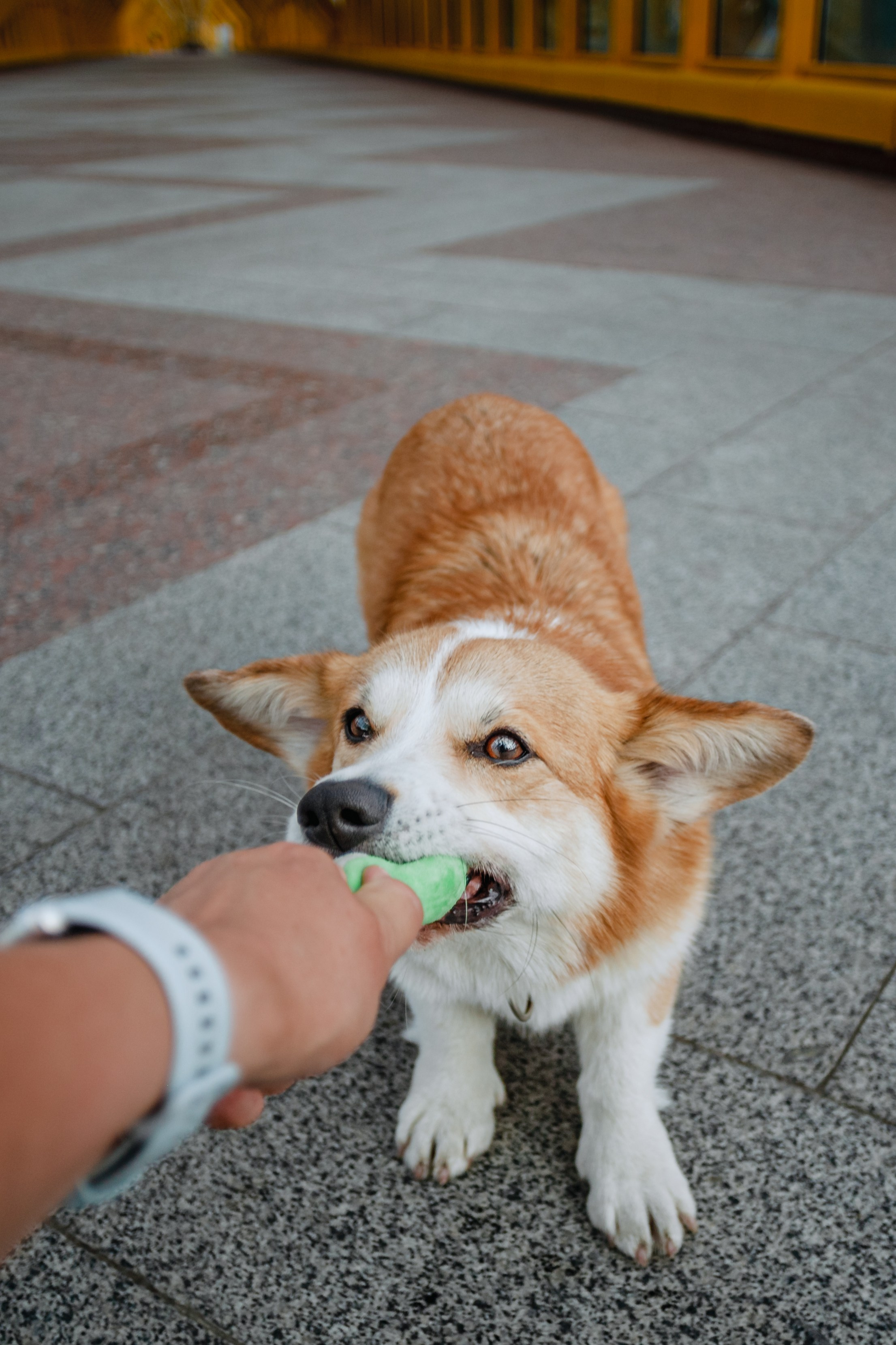 Андреевский мост. Фотограф-анималист Татьяна Степанова