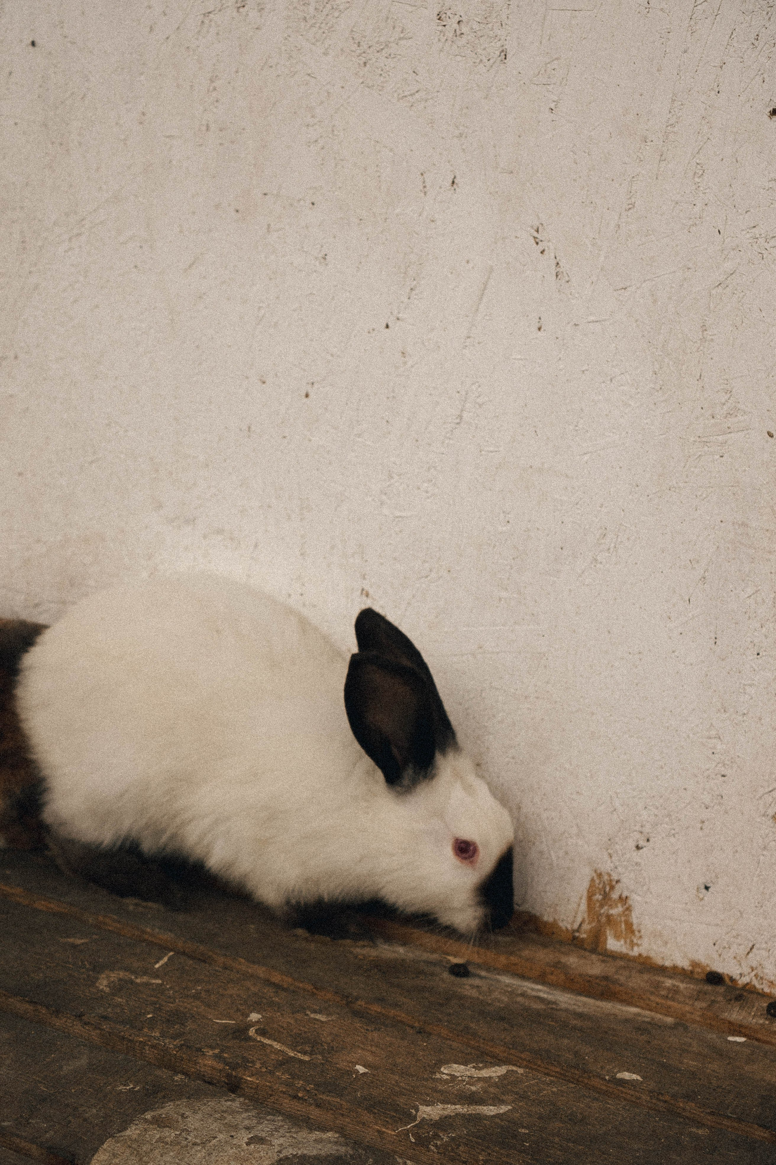 Ферма Альпак. Профессиональный фотограф, Санкт-Петербург — Виктория Богомолова