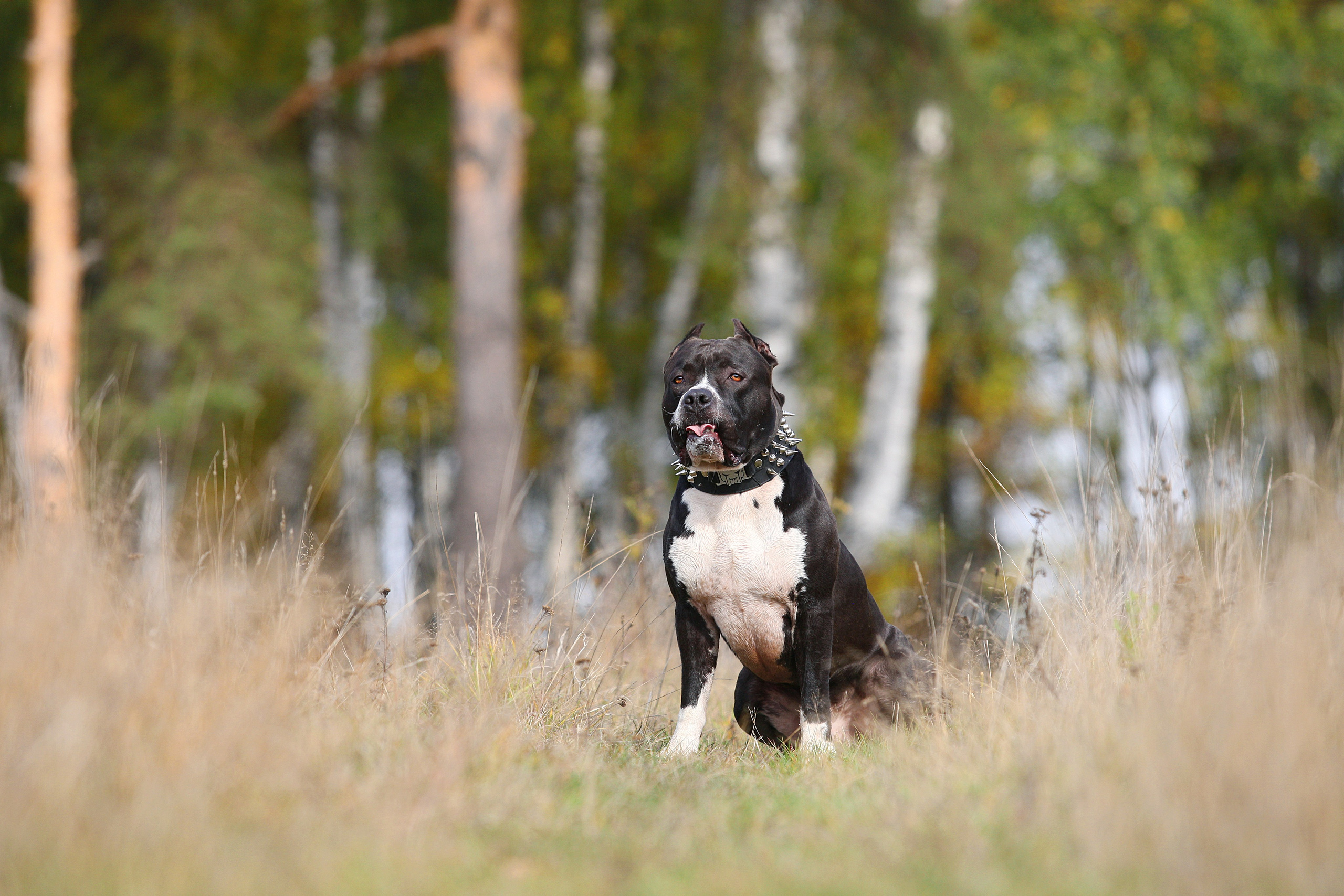 Собаки. Фотограф-анималист Юлия Удовенко