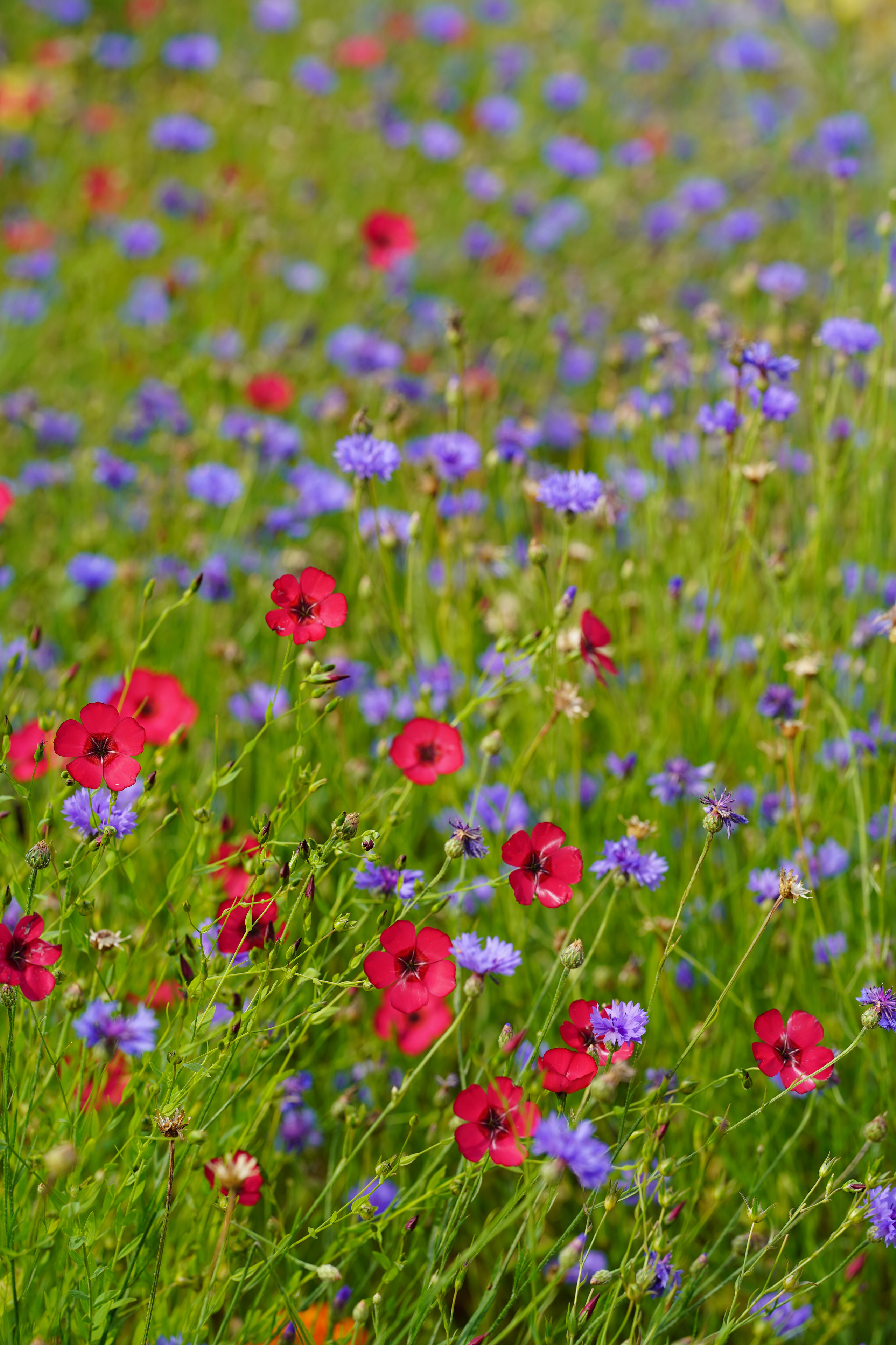 Суздаль Пейзаж. Фотограф в Москве Мария ~Zagagul~