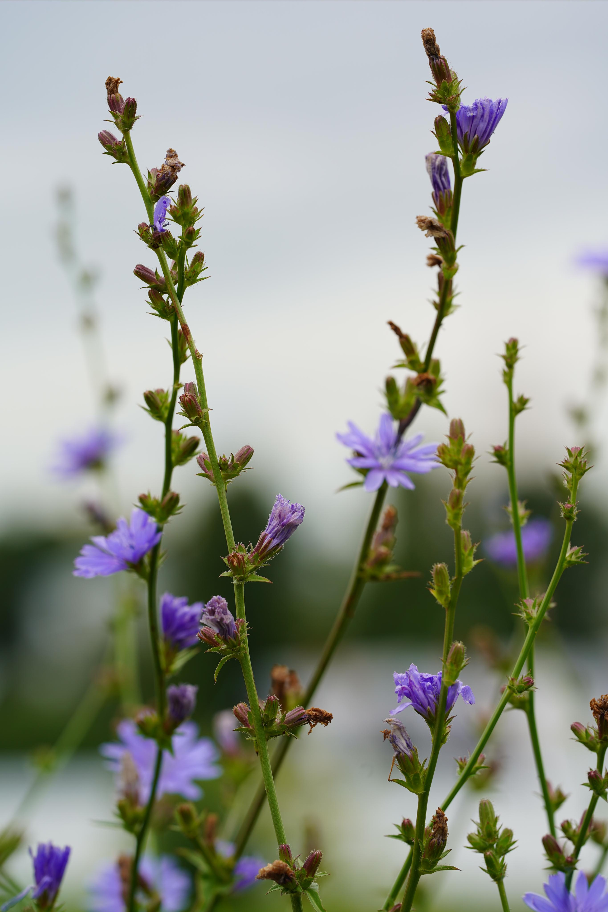 Суздаль Пейзаж. Фотограф в Москве Мария ~Zagagul~