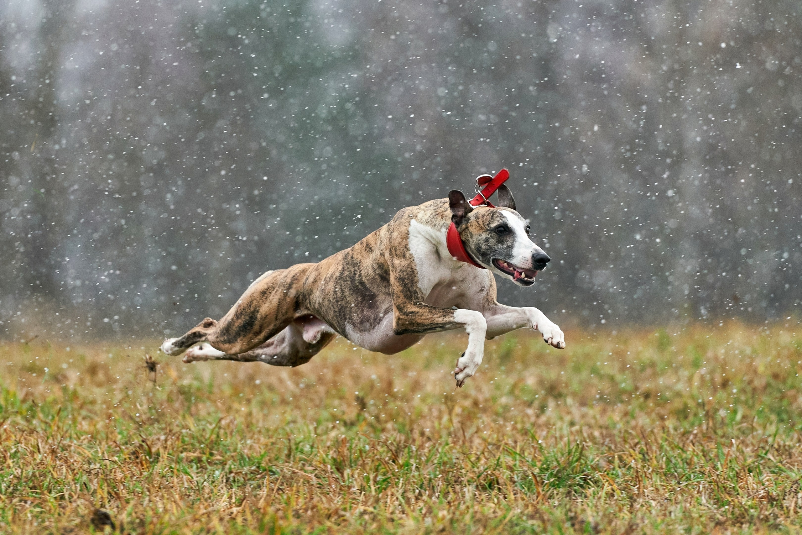 Репортажная съемка. Фотограф-анималист Михаил Манухин