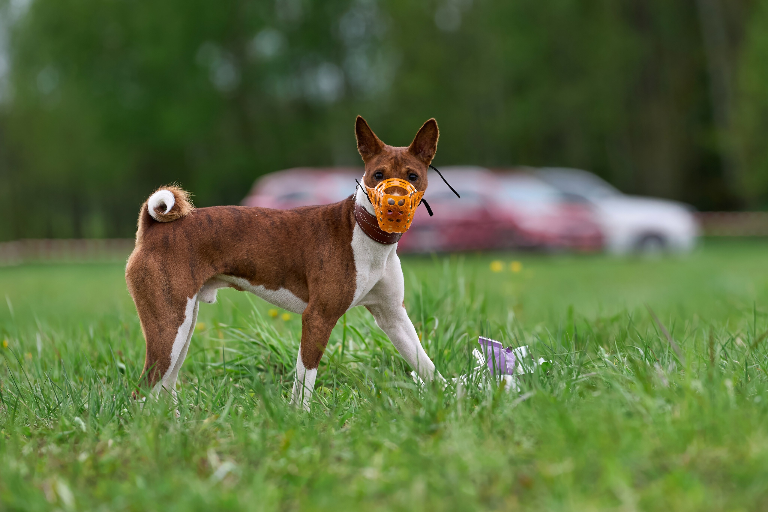 Тренировка по курсингу Донино. Фотограф-анималист Михаил Манухин