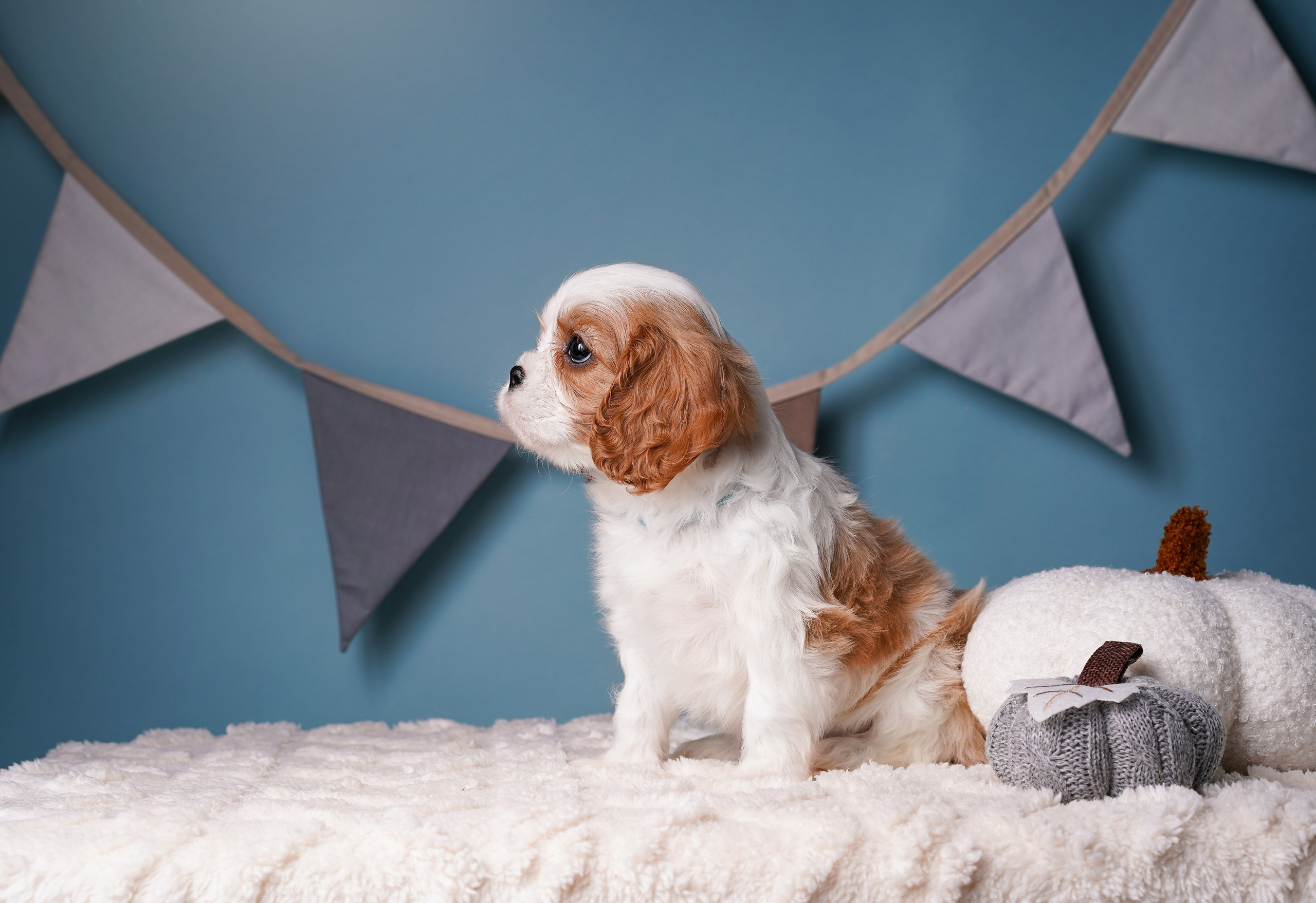 Щенки кавалера. Фотограф-анималист в Санкт-Петербурге Яна Мартынова