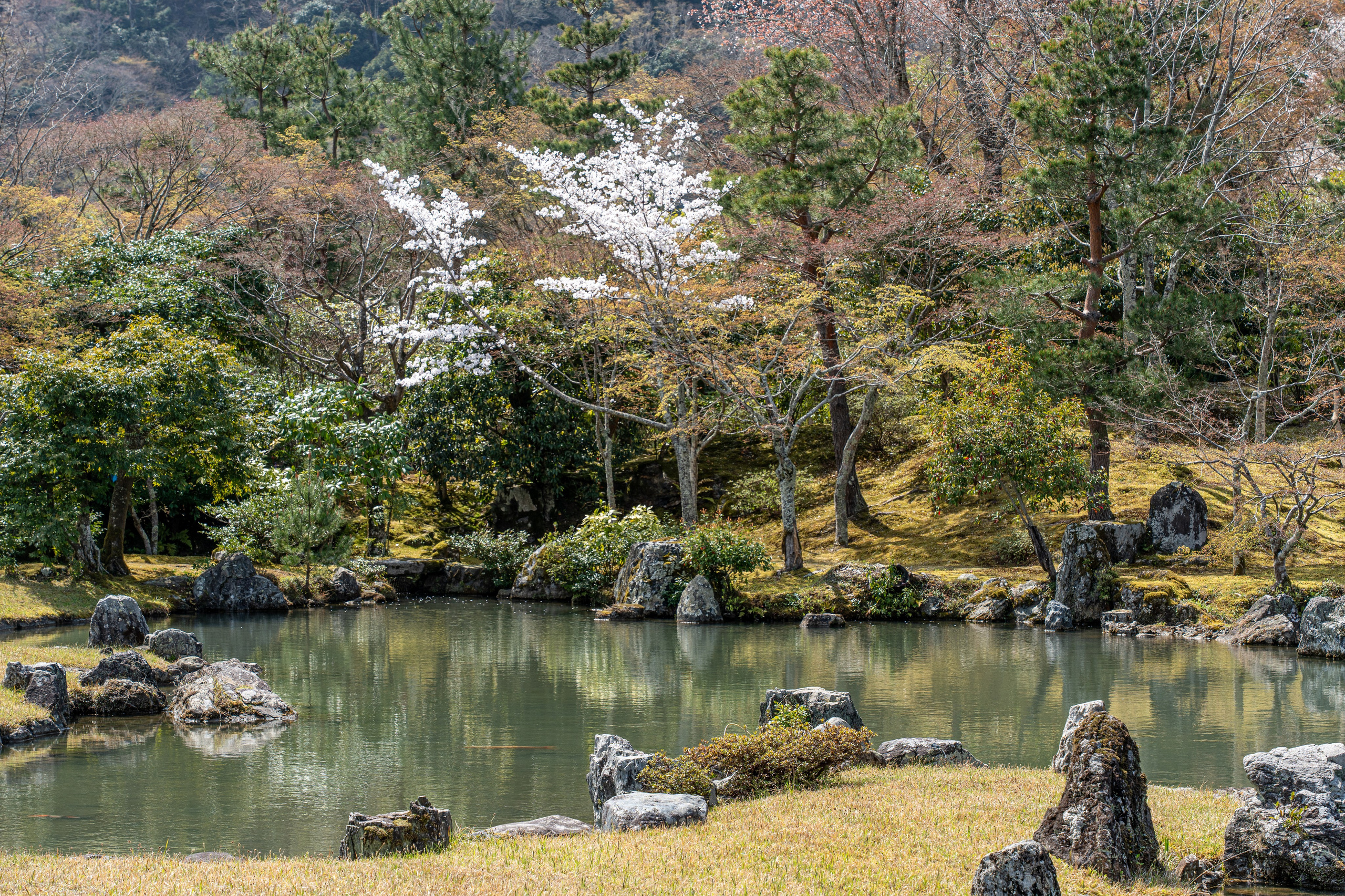 Япония, сакура. Творческие сьемки