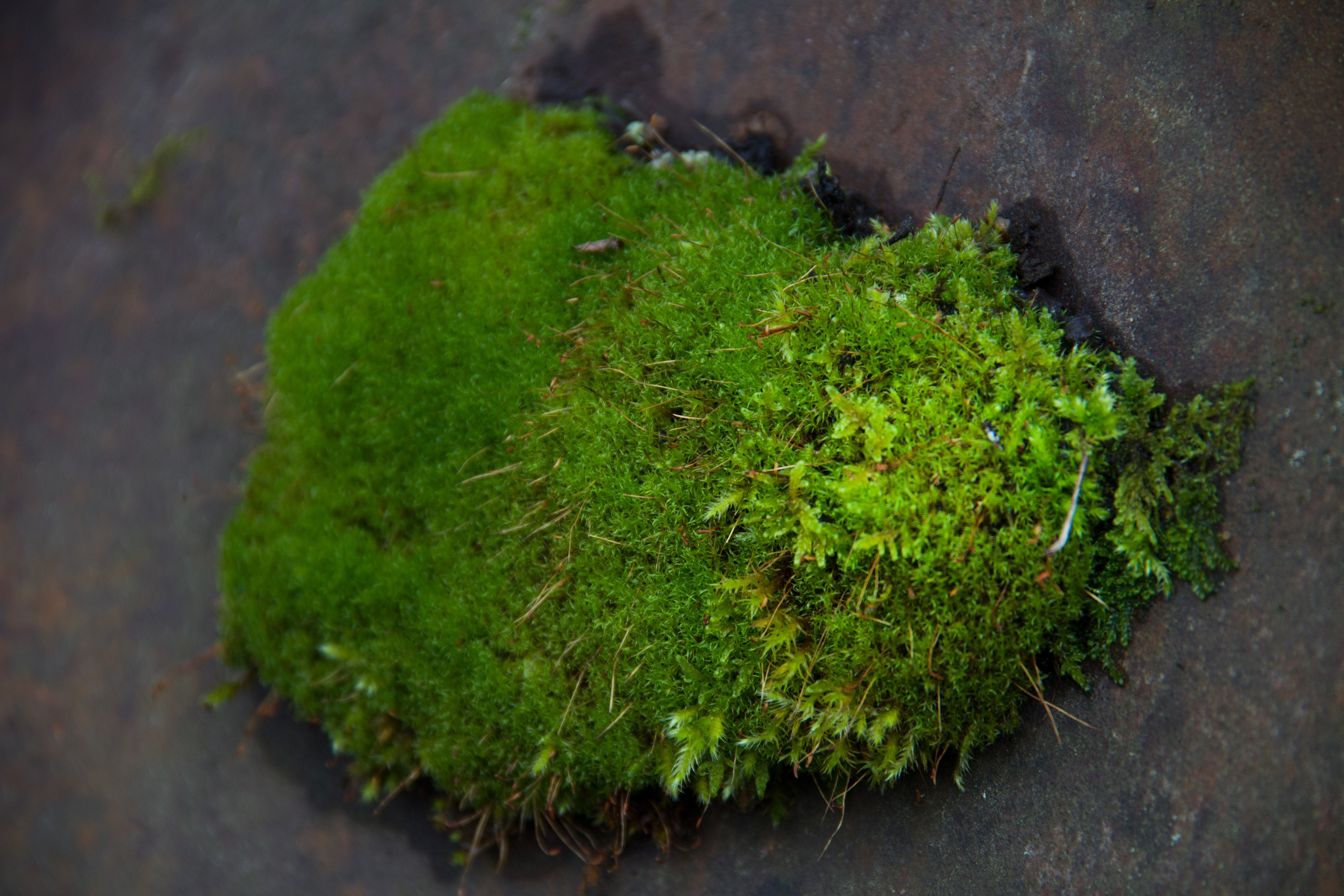 Природа. Растения. Фотограф в Санкт-Петербурге Александр Костюнин