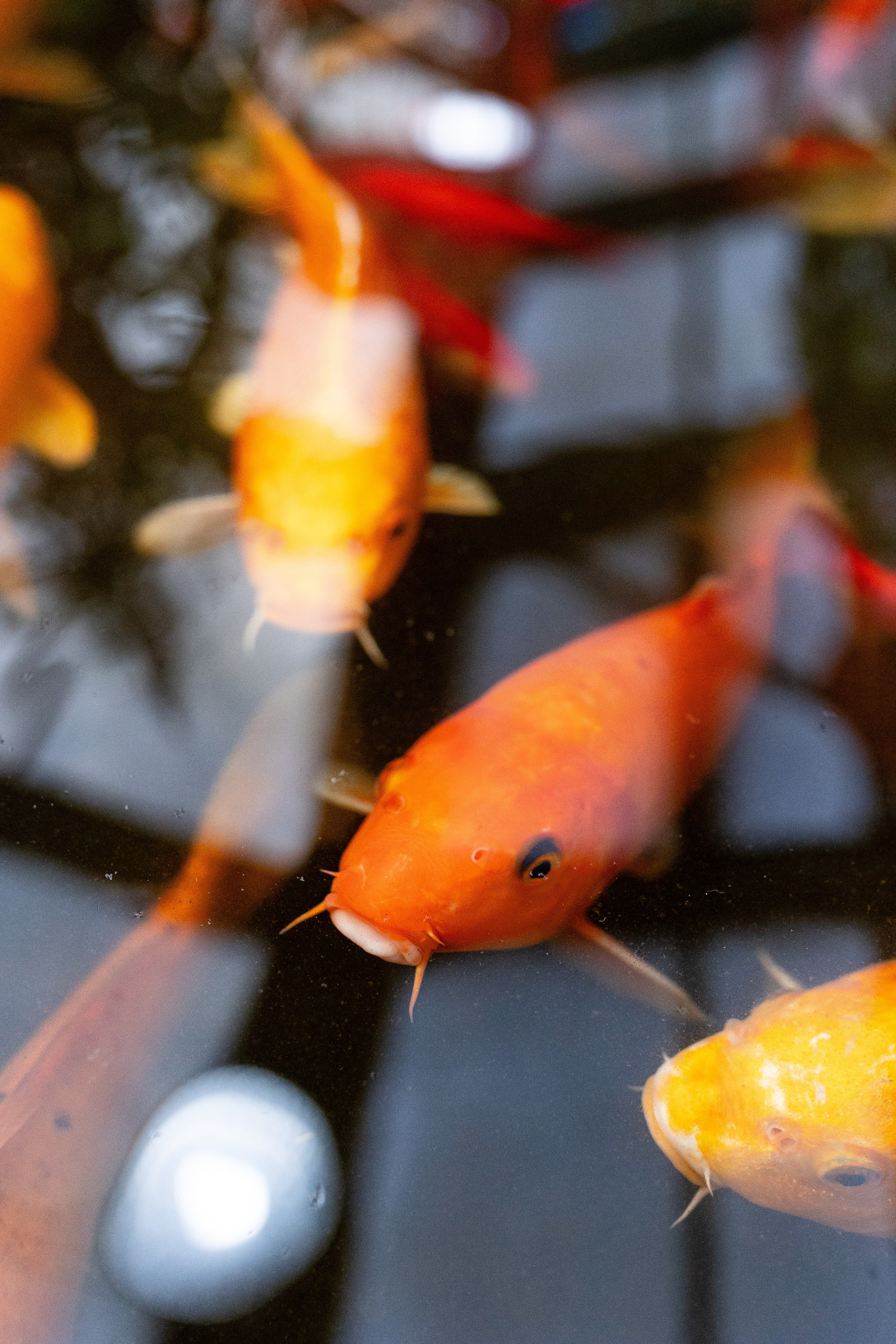 Аптекарский огород МГУ. Китай. Александра Куликова фотограф, Москва