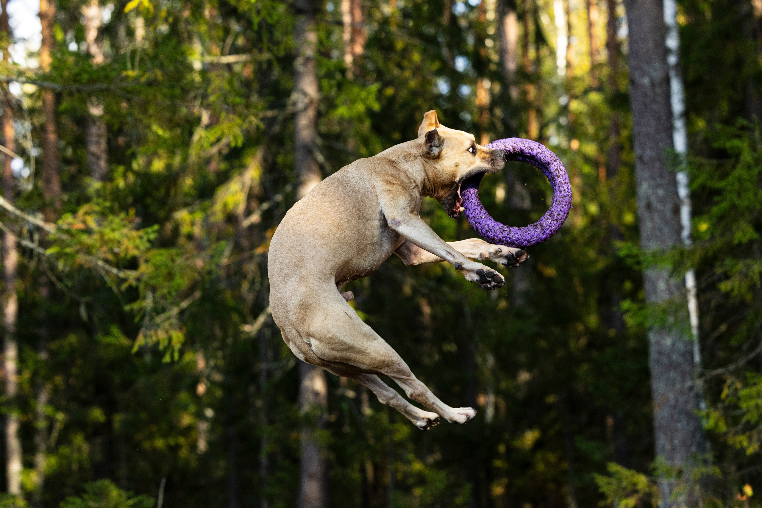 Фобос. Фотограф-анималист Анна Маринич