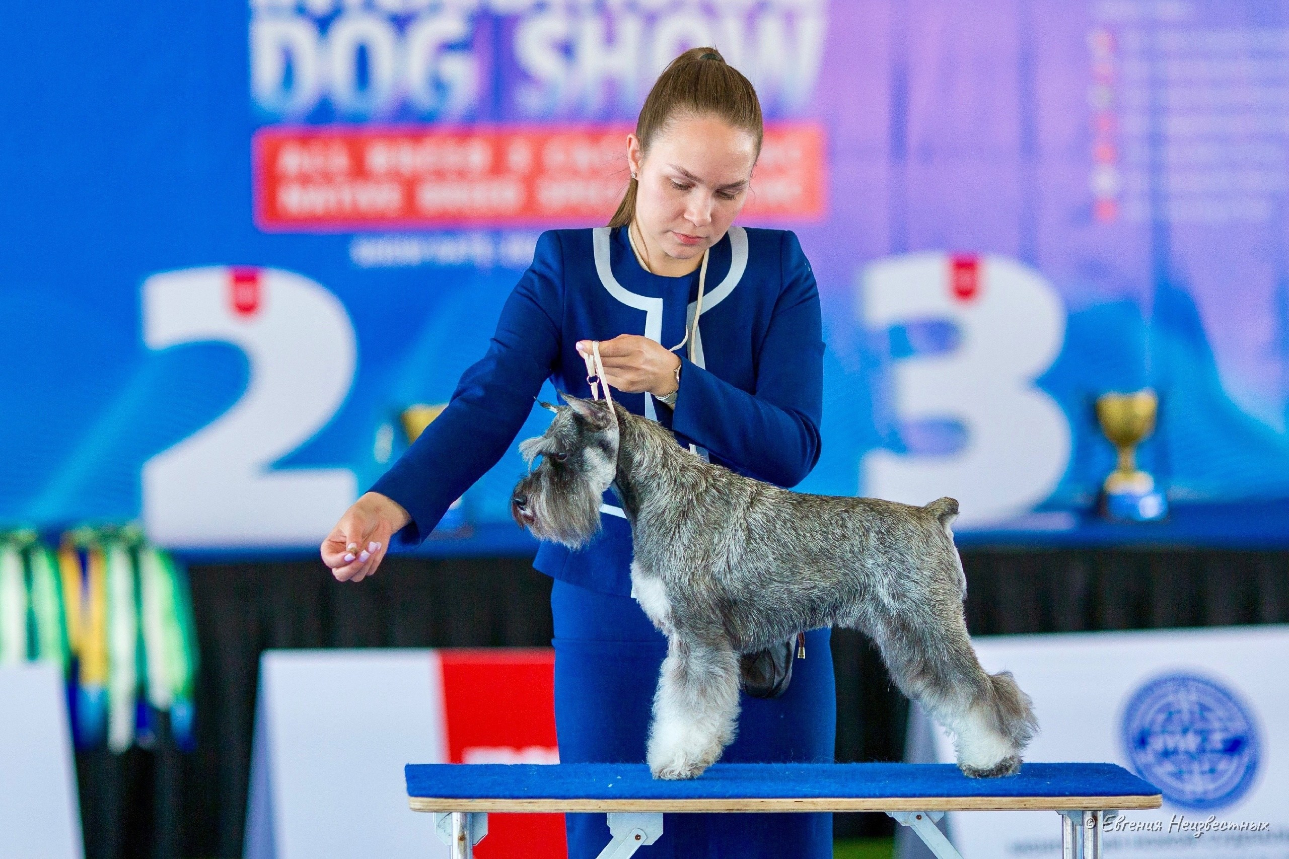 Мира/DELINSO BALANCE RAMINA MODUS MAXIMUS. Питомник цвергшнауцеров в Беларуси «Делинсо Бэлэнс»