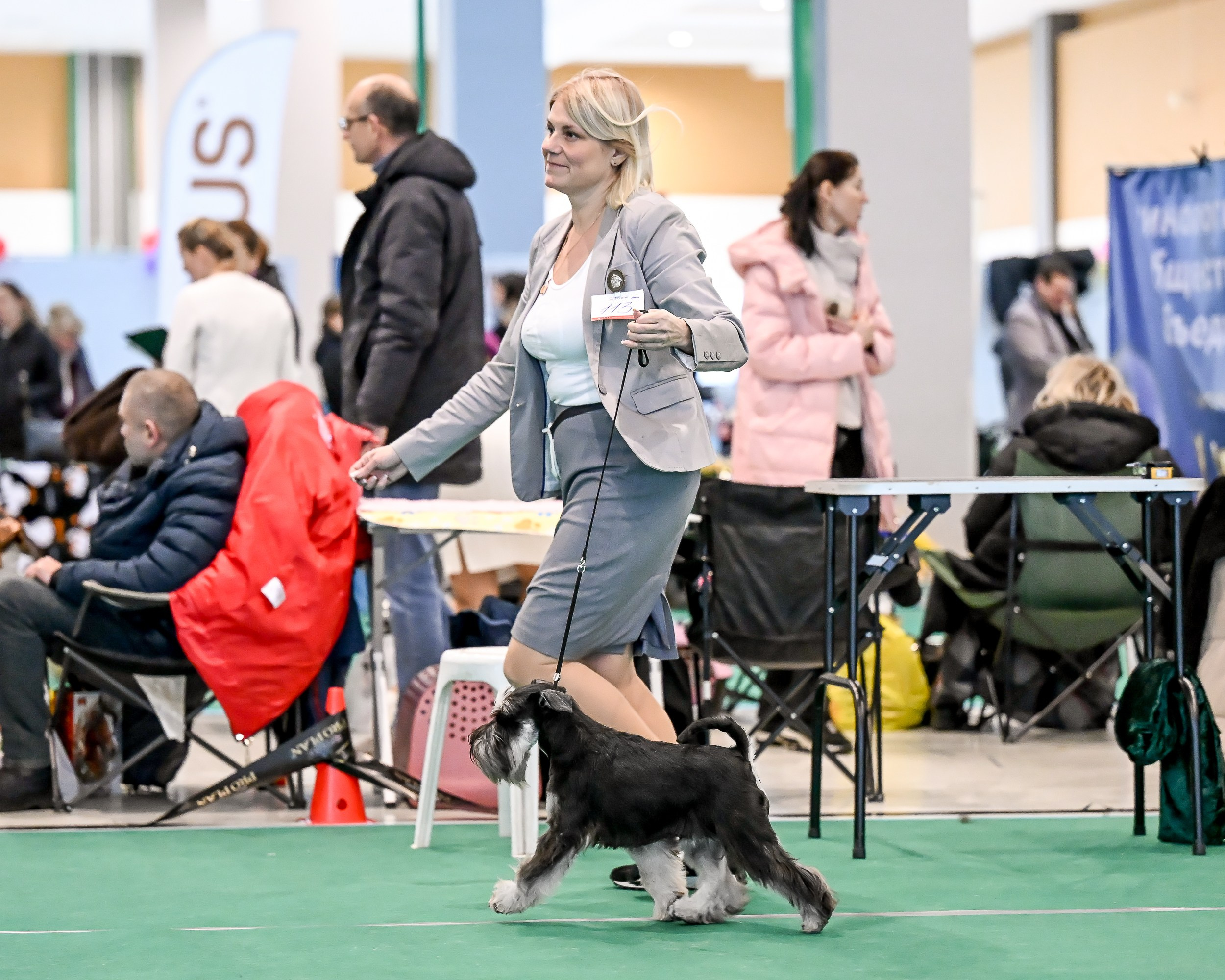 Бъянка/ Delinso Balance Cinzano Bianco. Питомник цвергшнауцеров в Беларуси «Делинсо Бэлэнс»