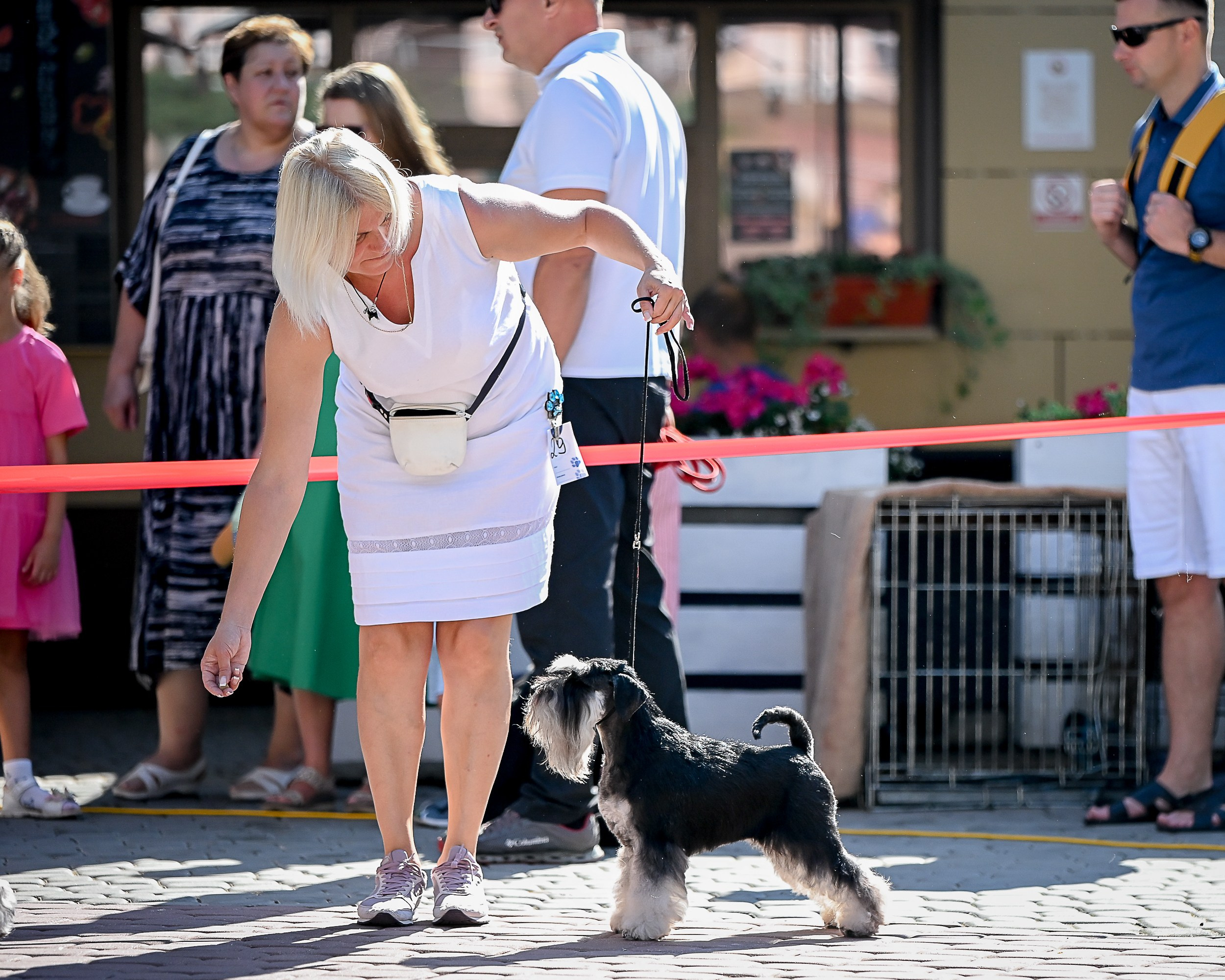 Питомник Делинсо Бэлэнс, щенки цвергшнауцера, купить щенка цвергшнауцера, питомник цвергшнауцеров, кобель цвергшнауцера для вязки, щенок цвергшнауцера, питомник цвергшнауцеров, черный с серебром, цверг, лучший питомник в беларуси