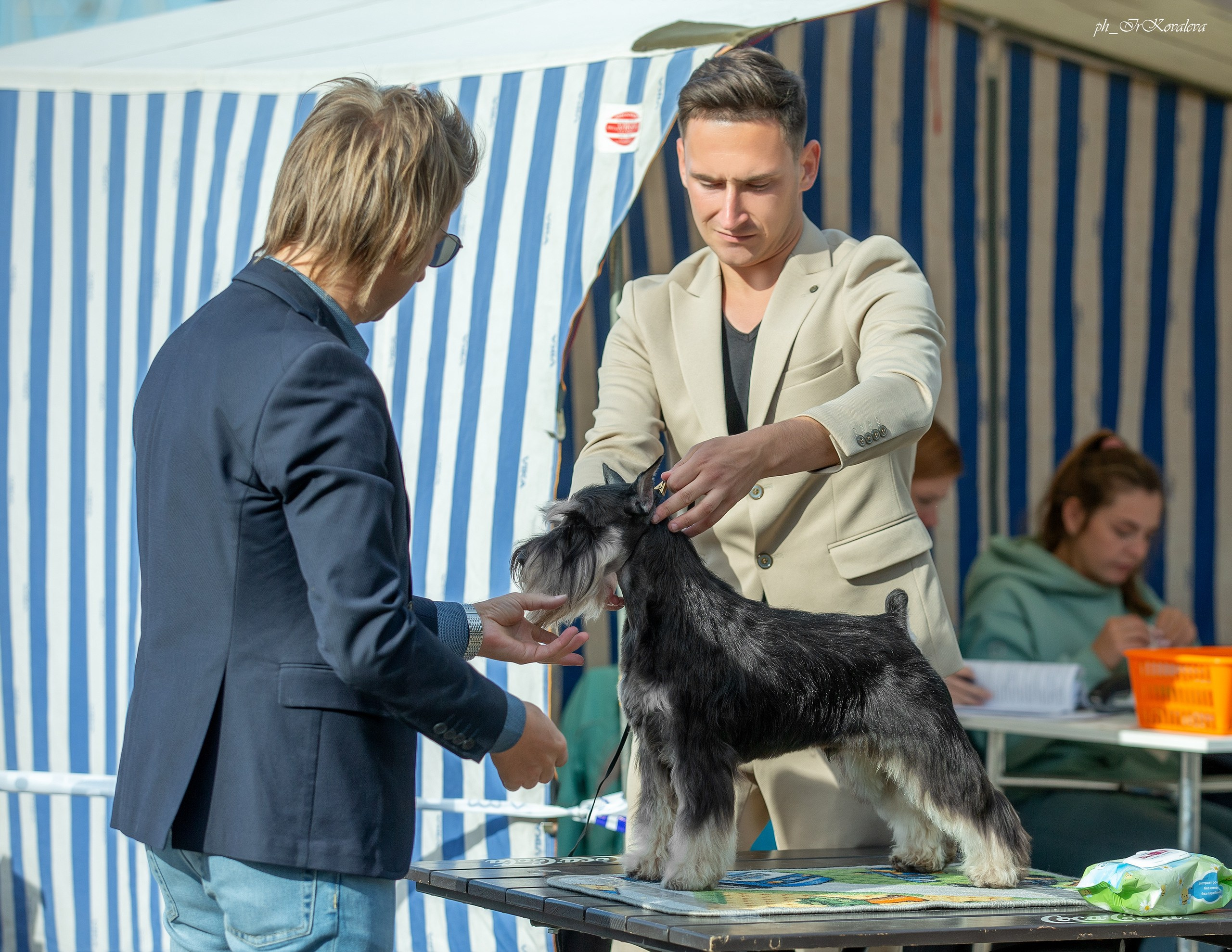 Оскар/Delinso Balance Zaffiro. Питомник цвергшнауцеров в Беларуси «Делинсо Бэлэнс»
