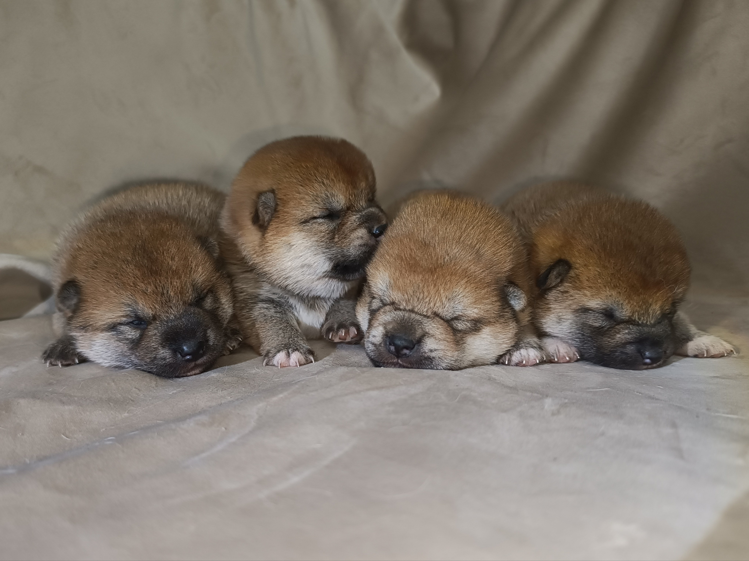 сиба питомник Рубилайт щенки на продажу rubylight  сиба щенки купить СПб Санкт-Петербург 