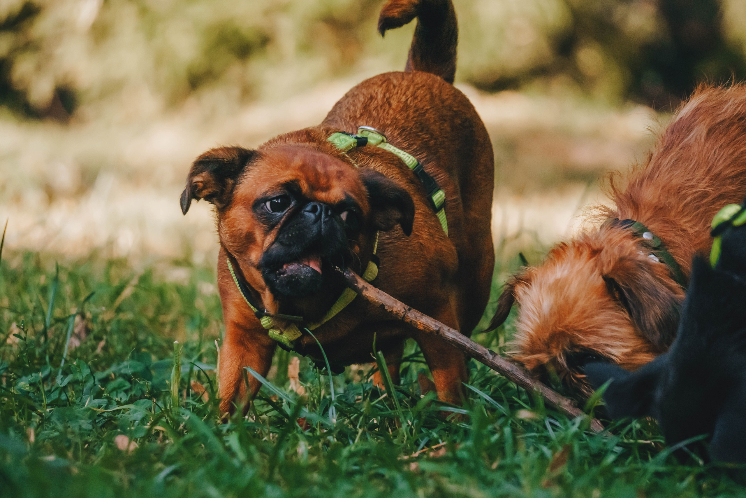 Мини-туса гриффоны и брабансоны. Фотограф-анималист Ксения Воробьева, Москва