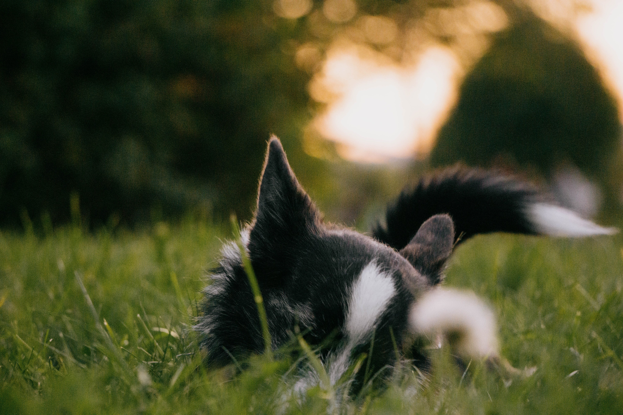 Даша и Тюбик. Фотограф-анималист Ксения Воробьева, Москва